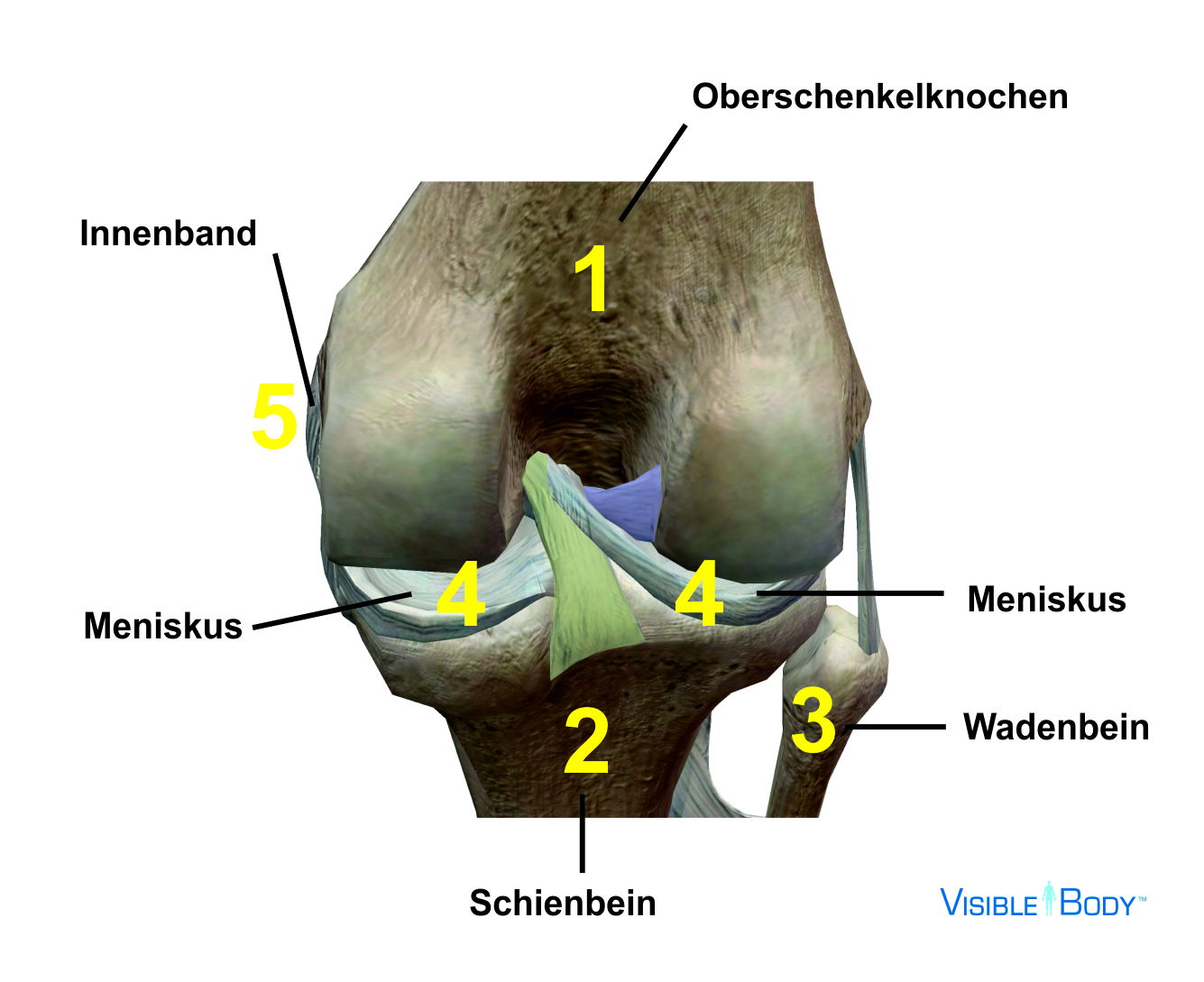 Kreuzbandriss Ruptur Gesundheitsportal Sebastian Schmiga