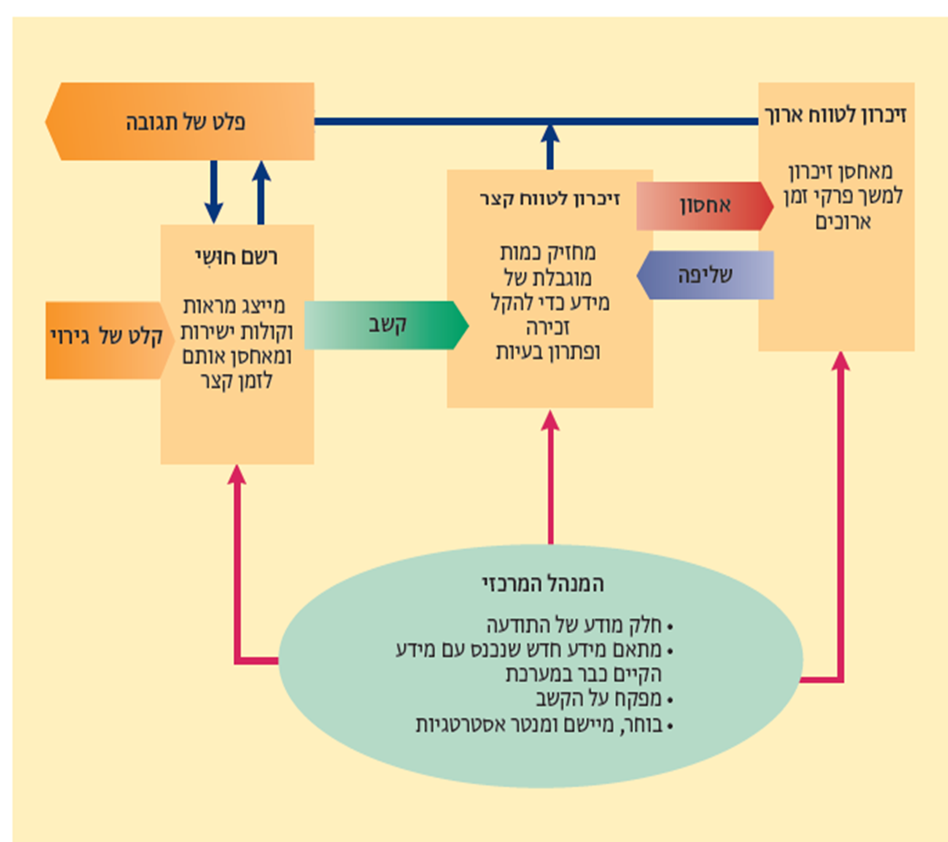 תאוריות התפתחותיות מרכזיות הסיכומים של אביטל