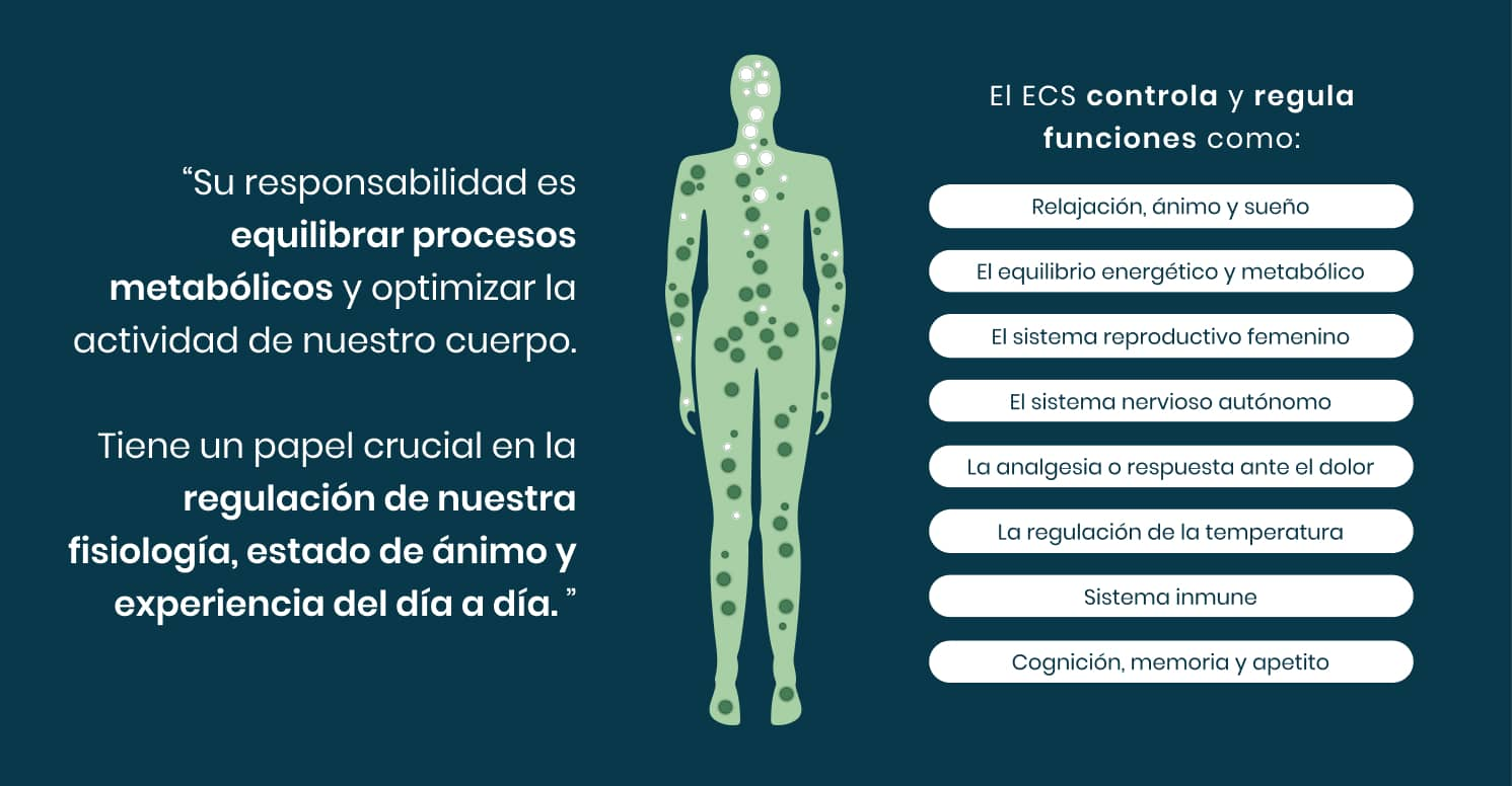 Qu Es El Cbd Sulara Productos De La Tierra