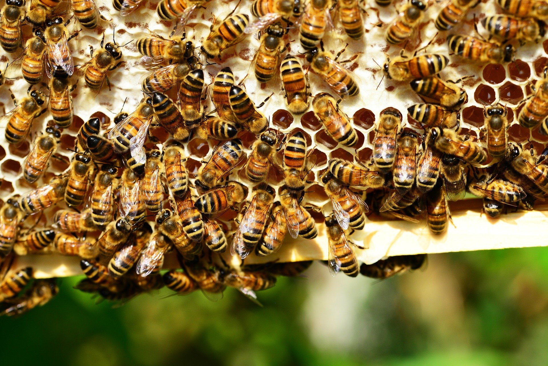 abeilles autour d'alvéoles