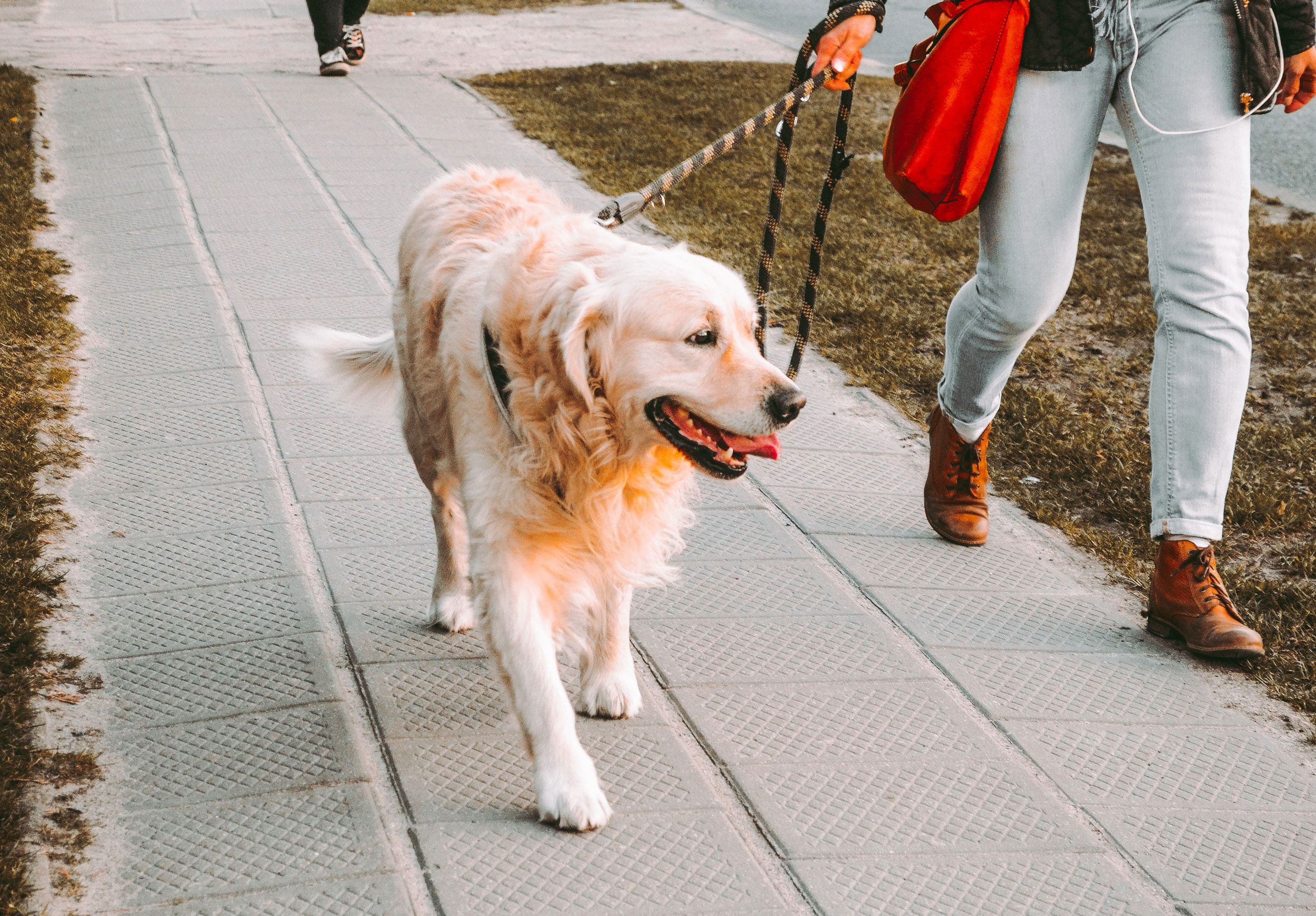 human on leash