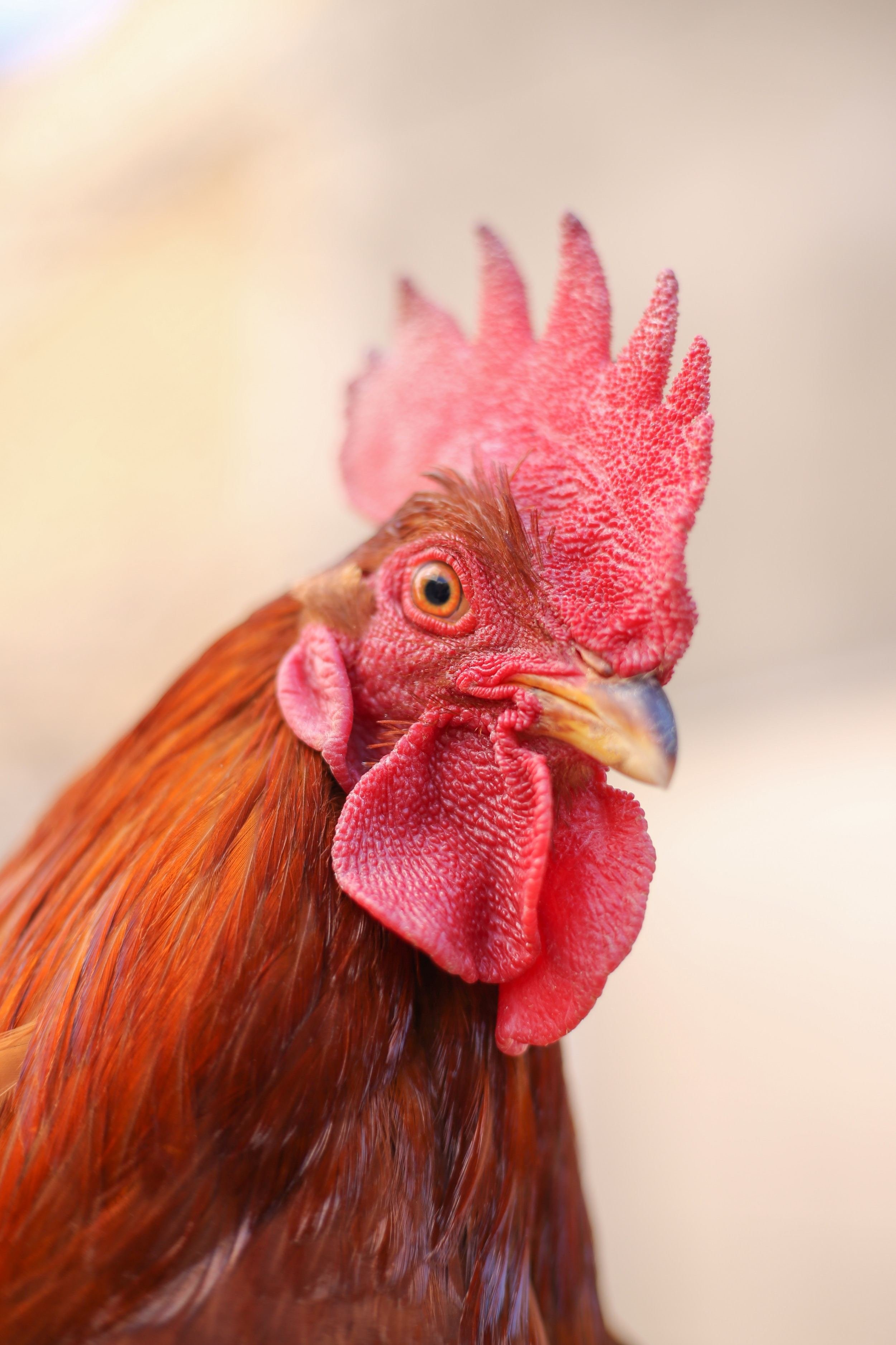 The face of a red rooster.