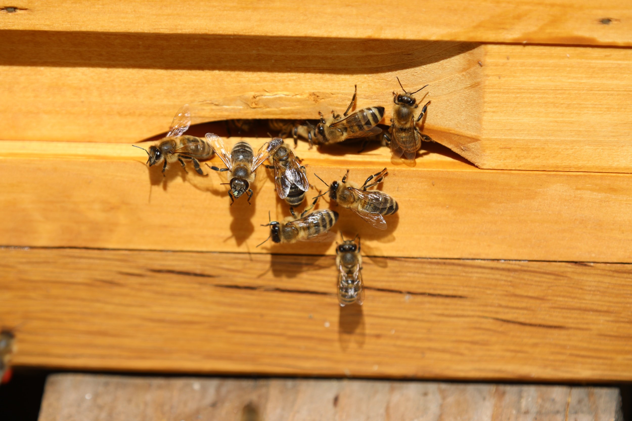 abeilles sortant par le trou d'une ruche en bois