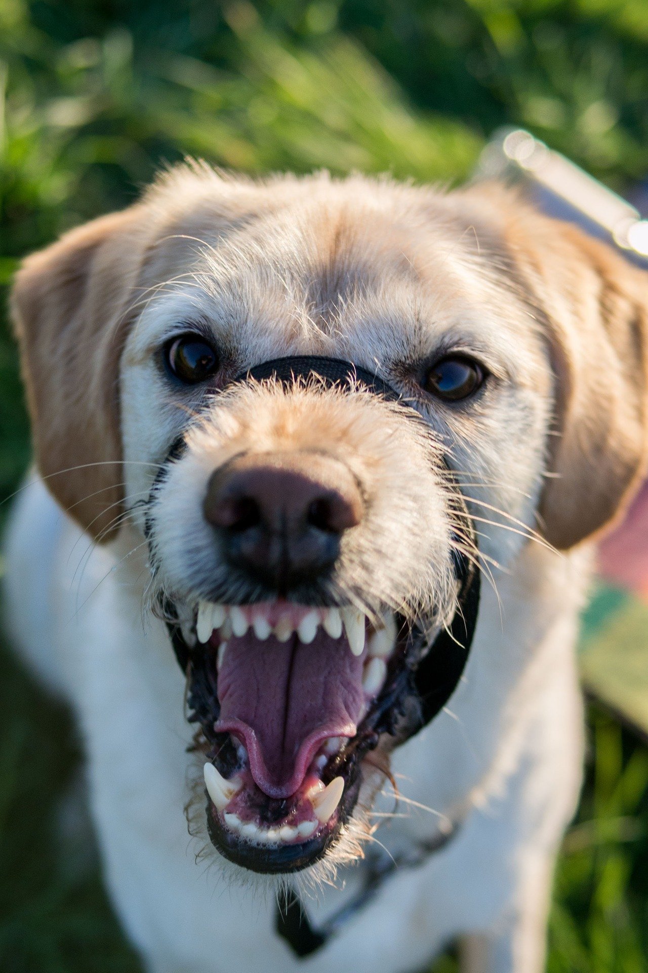 dog-behavior-training