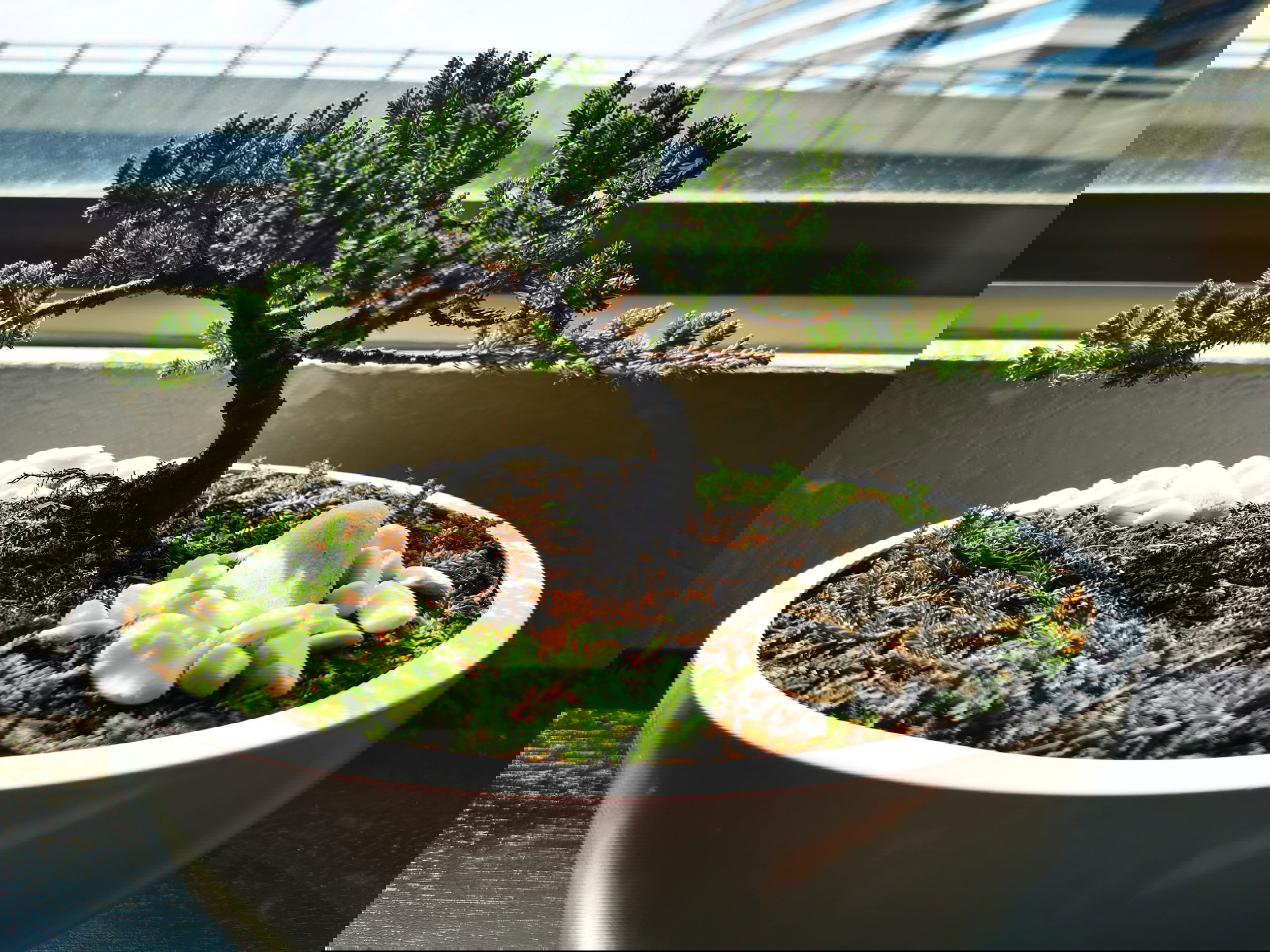 The Art Of Juniper Bonsai: A Comprehensive Guide To Nurturing And Shaping A Miniature Masterpiece