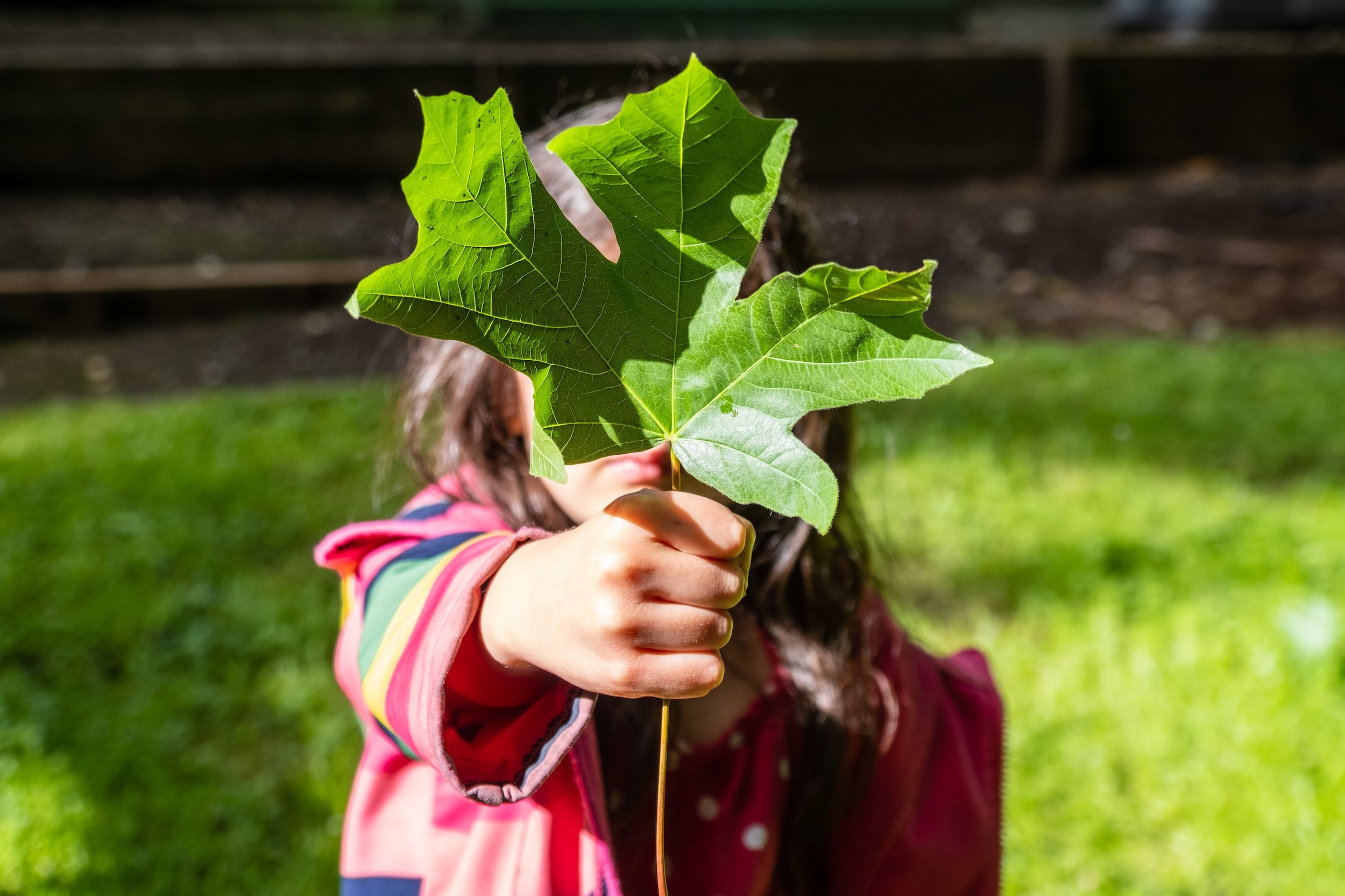Gyerek egy falevelet tart maga előtt, környezetvédelem
