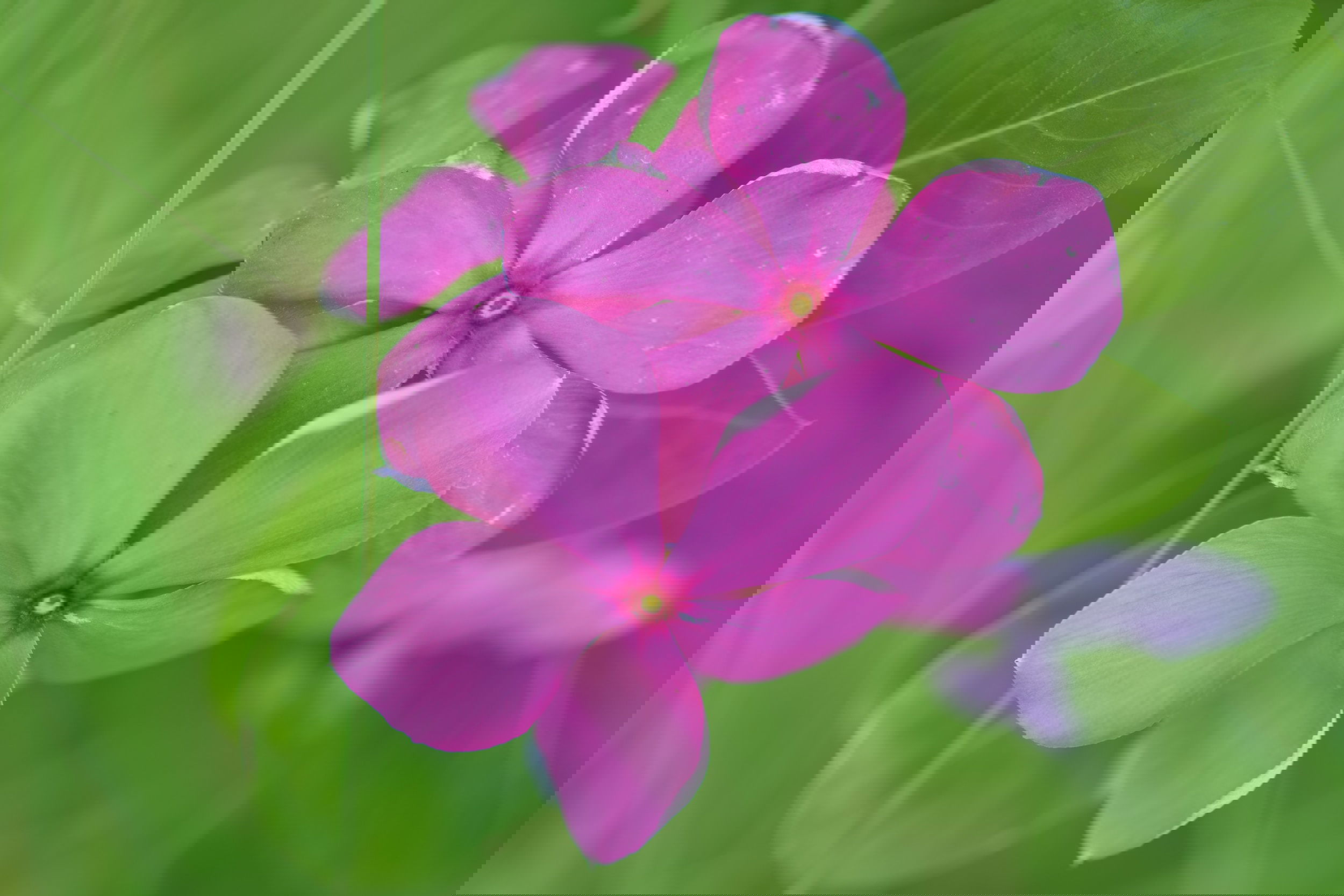 Plants