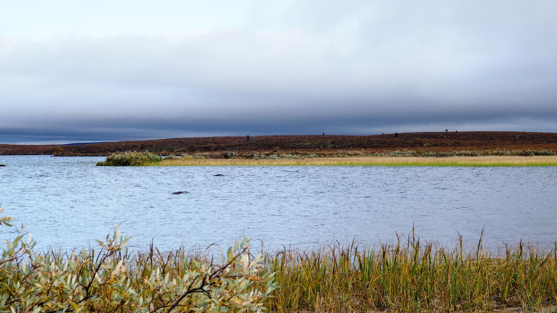 Pöyrisjärven noin 30 metriä leveä lahti, jonka toisella puolella kasvaa kaislikkoa ja yksinäinen pajupensas. 