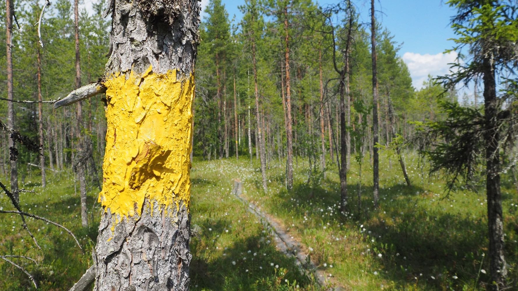 Vasemmalla kuvassa männyn runko, johon maalattu keltainen reittimerkki. Vasemmalla kulkevat pitkospuut suolla. 