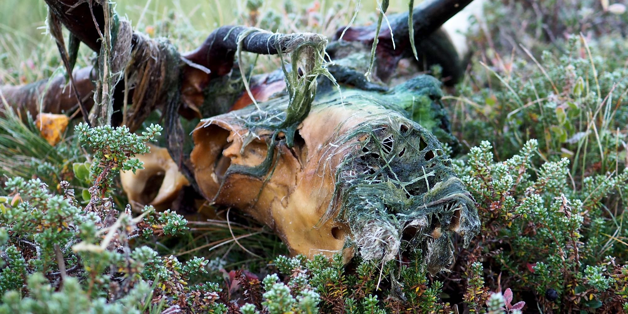 Kuvassa isosarvinen poron kallo, joka on osittain mustunut ja johon on jäänyt kiinni vihreitä hiustennäköisiä ruohoja. 