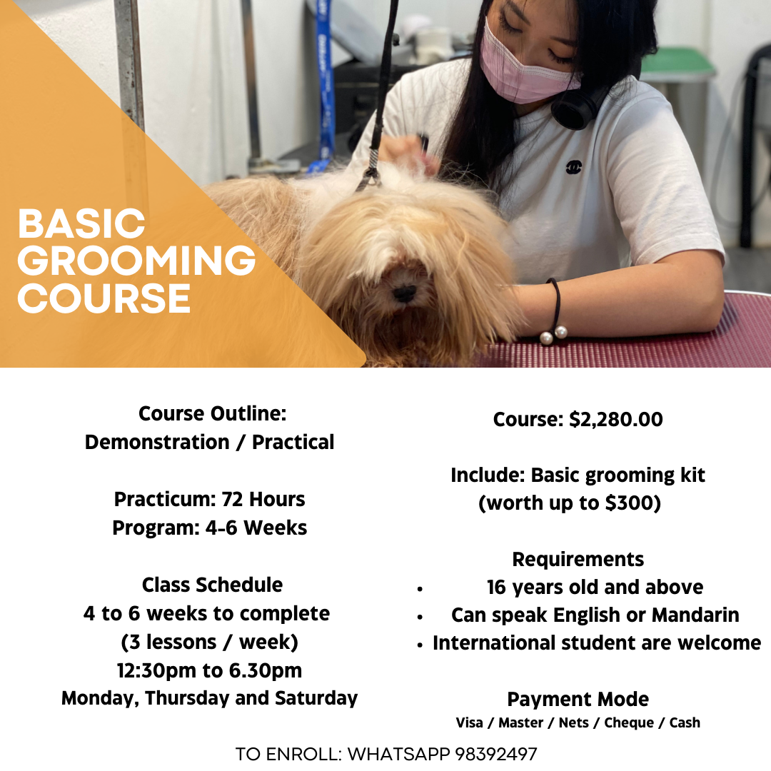 Dog best sale grooming school