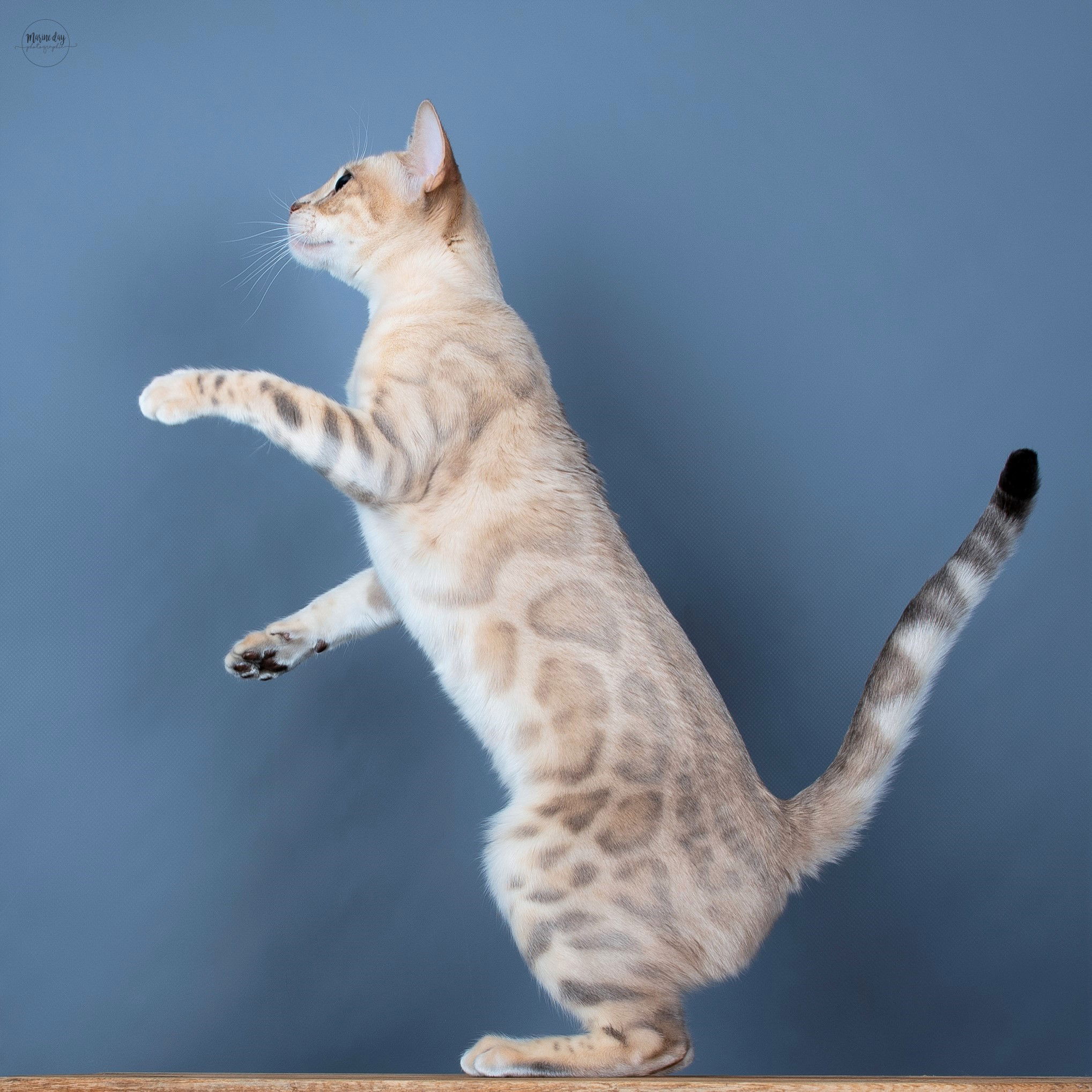 Sky by HazelGlare (National Champion)