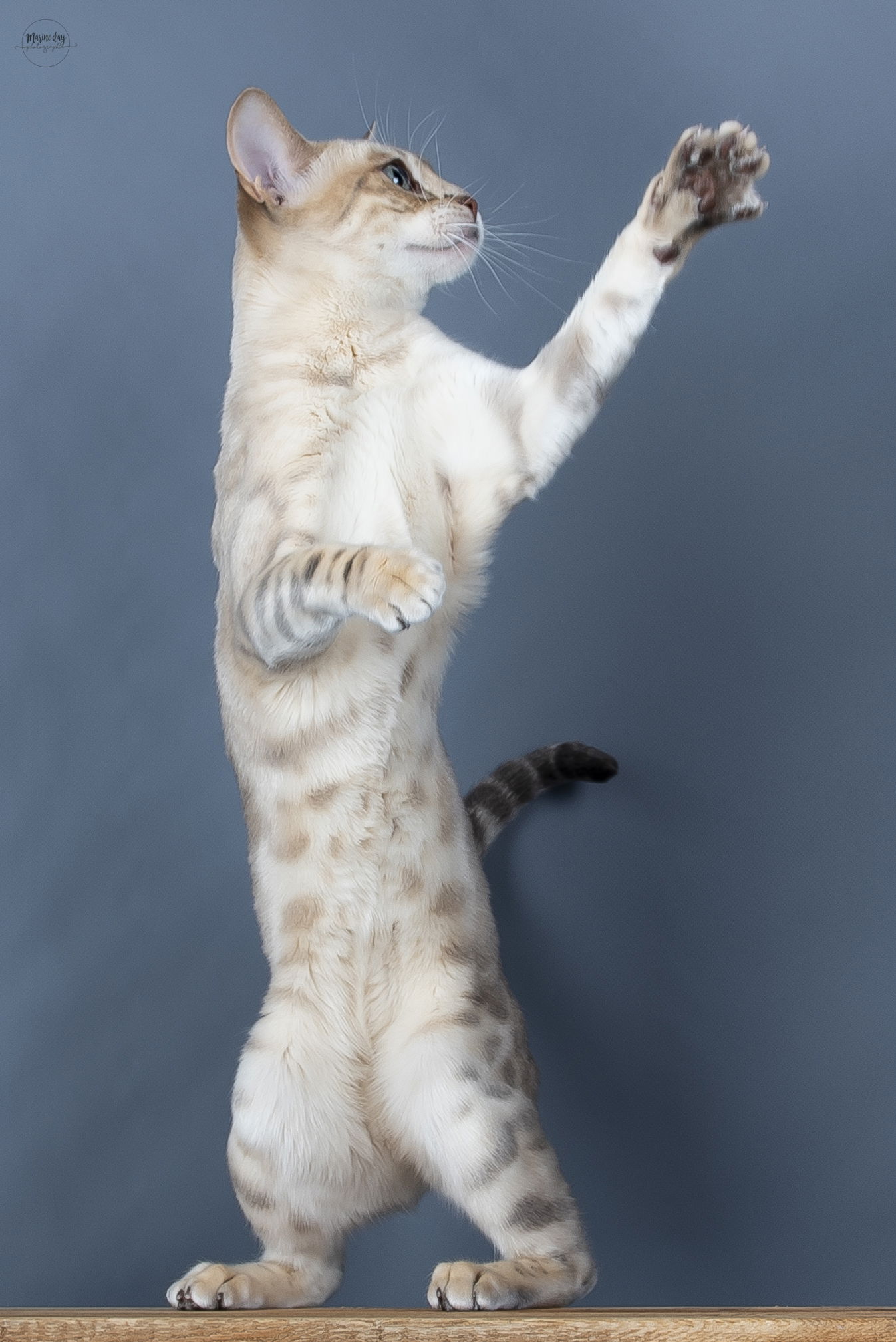 Sky by HazelGlare (National Champion)