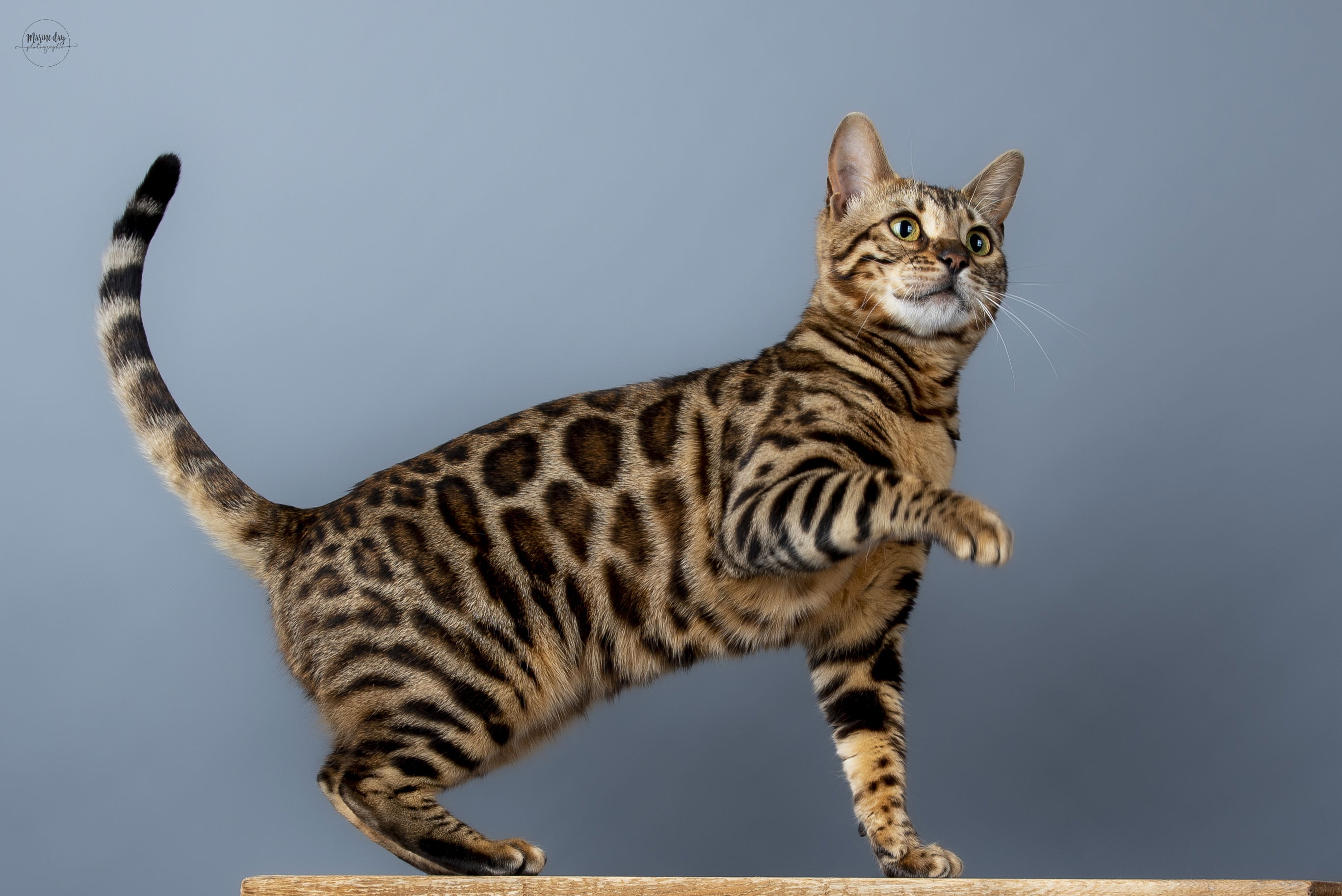 Vega de HazelGlare (International Champion)