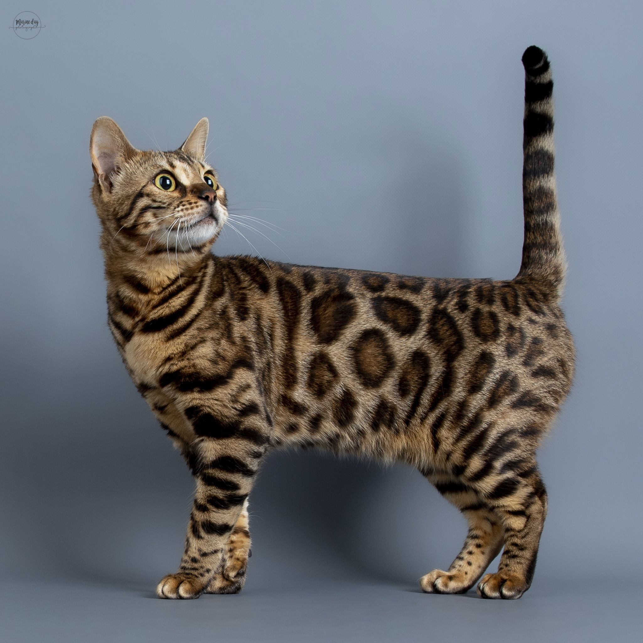 Vega de HazelGlare (International Champion)