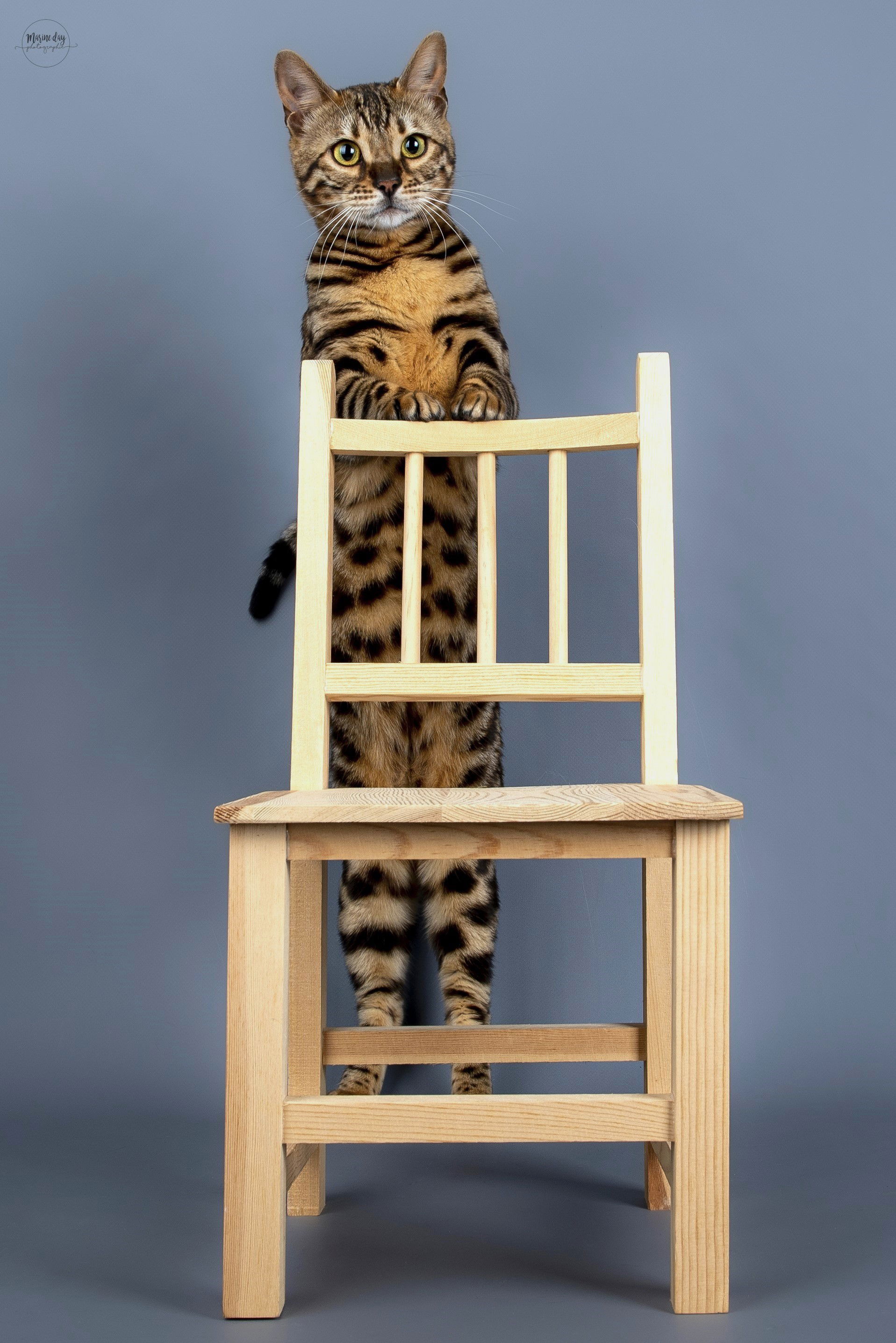 Vega de HazelGlare (International Champion)