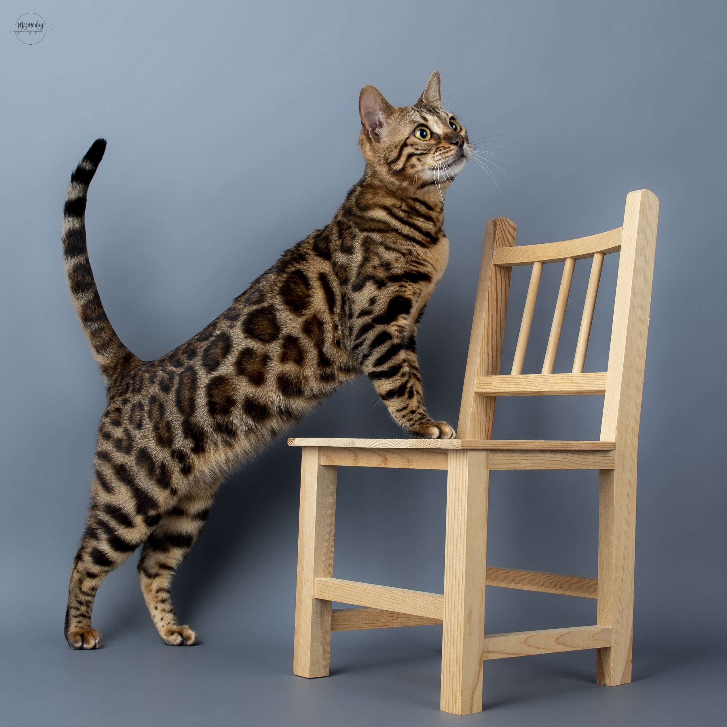 Vega de HazelGlare (International Champion)