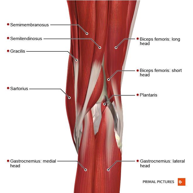 Hamstrings Strain Prevention Program Napapai Clinic