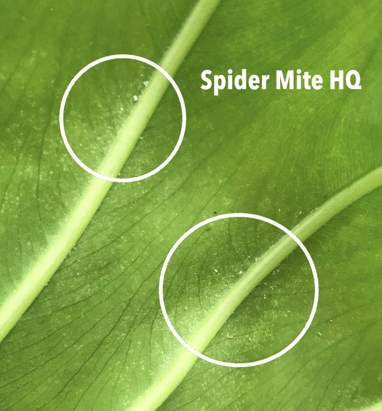 Spider Mite Webs