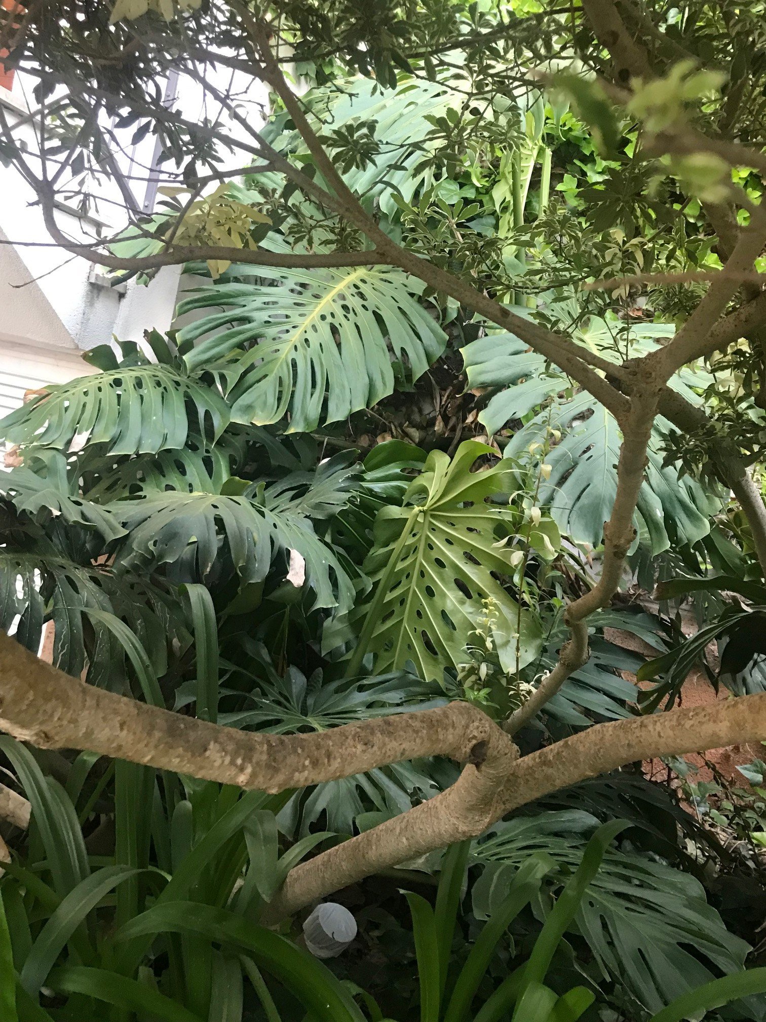 Top Tips for Monstera Deliciosa! (Cheese Plants)