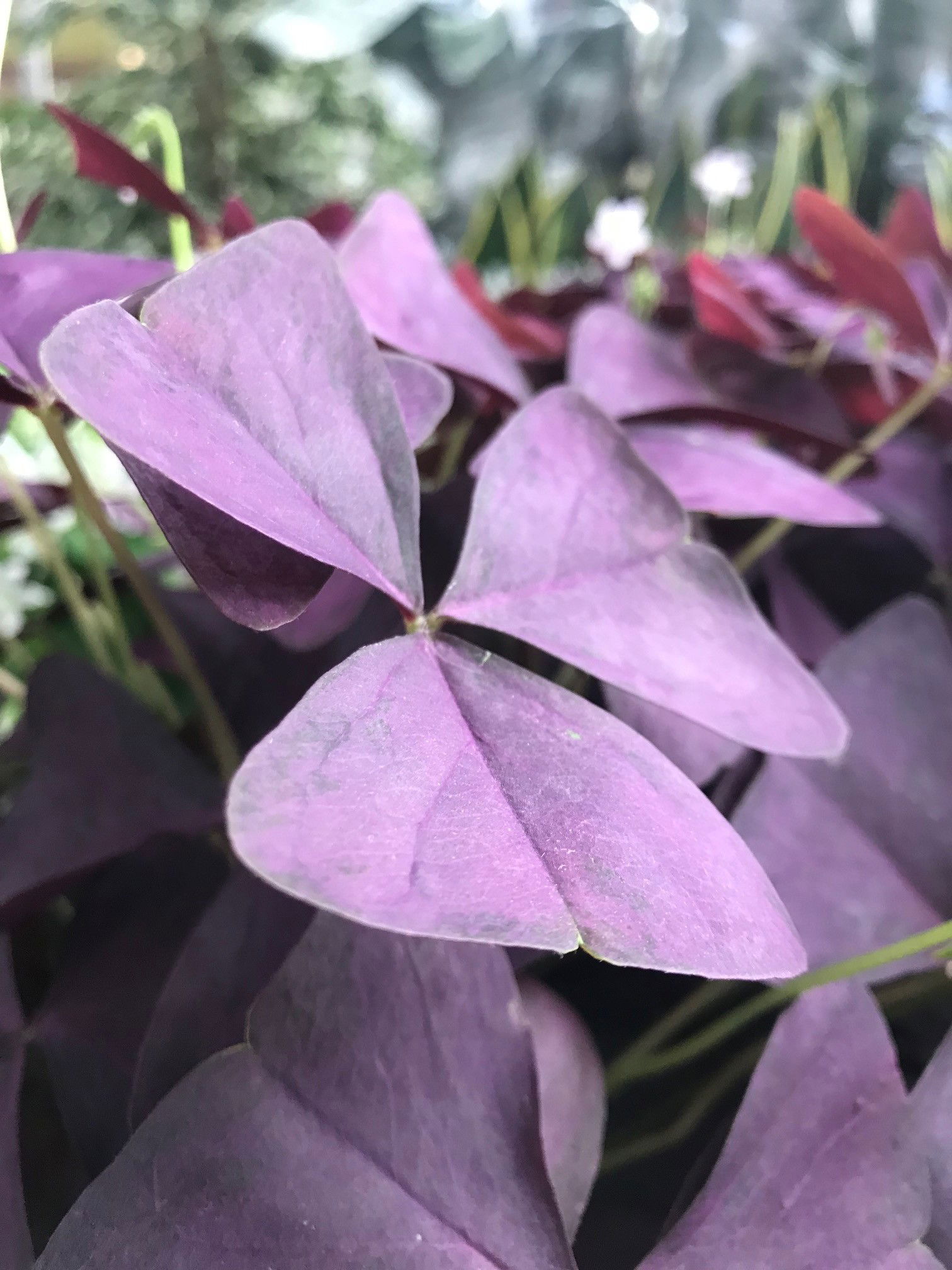 oxalis butterfly plant