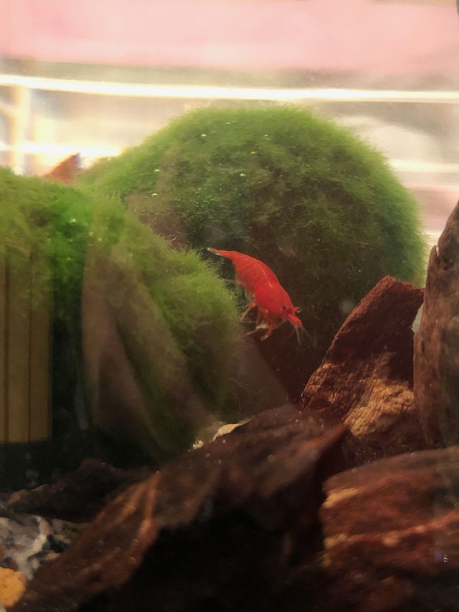 Marimo Moss Ball