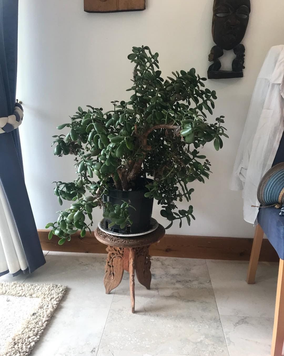 JADE TREE, HOW TO CARE THE MONEY PLANT 