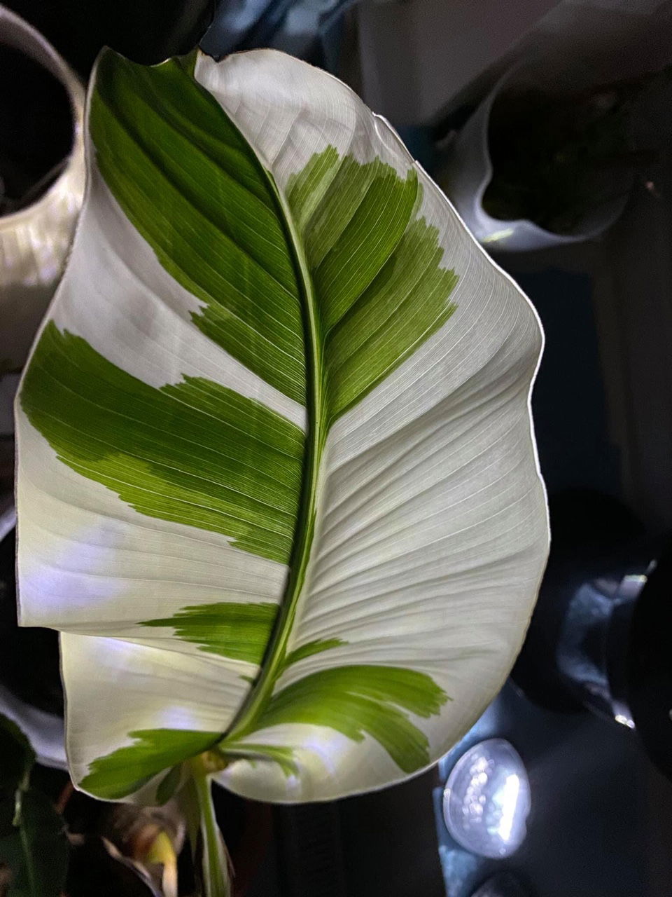 banana tree leaves poisonous