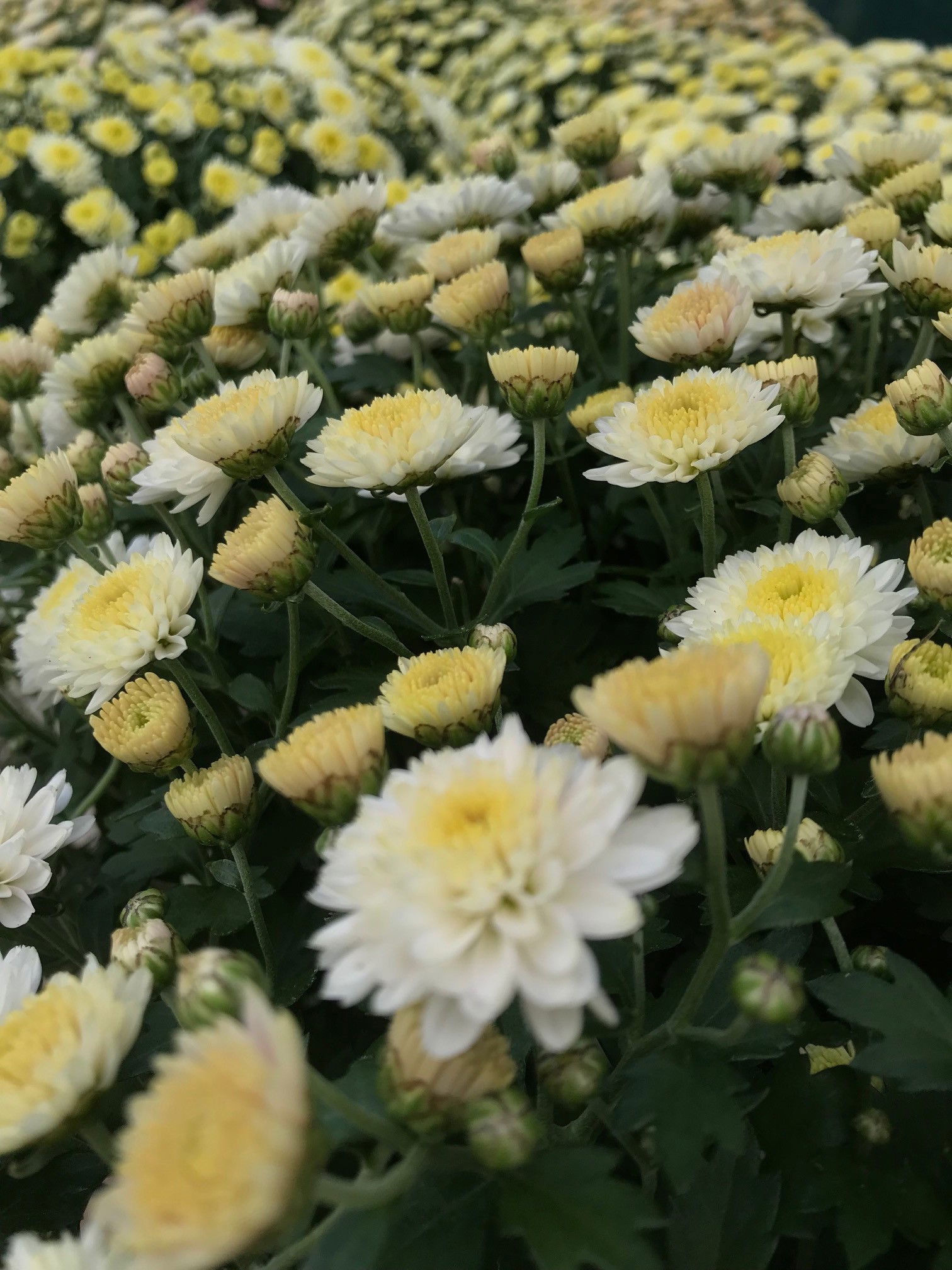 The COMPLETE Guide to Christmas Chrysanthemums!