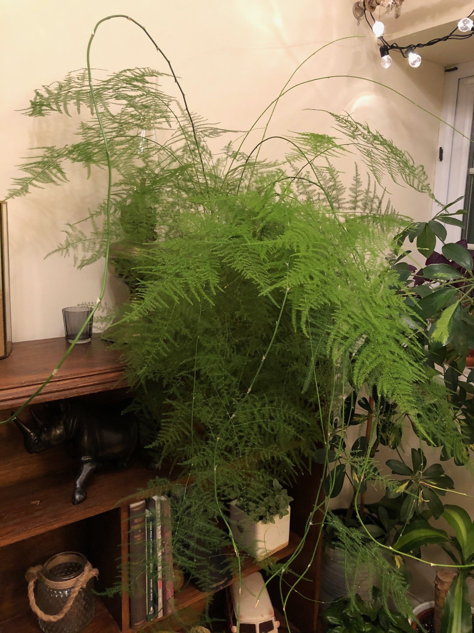 Our Care Guide for Asparagus Ferns!