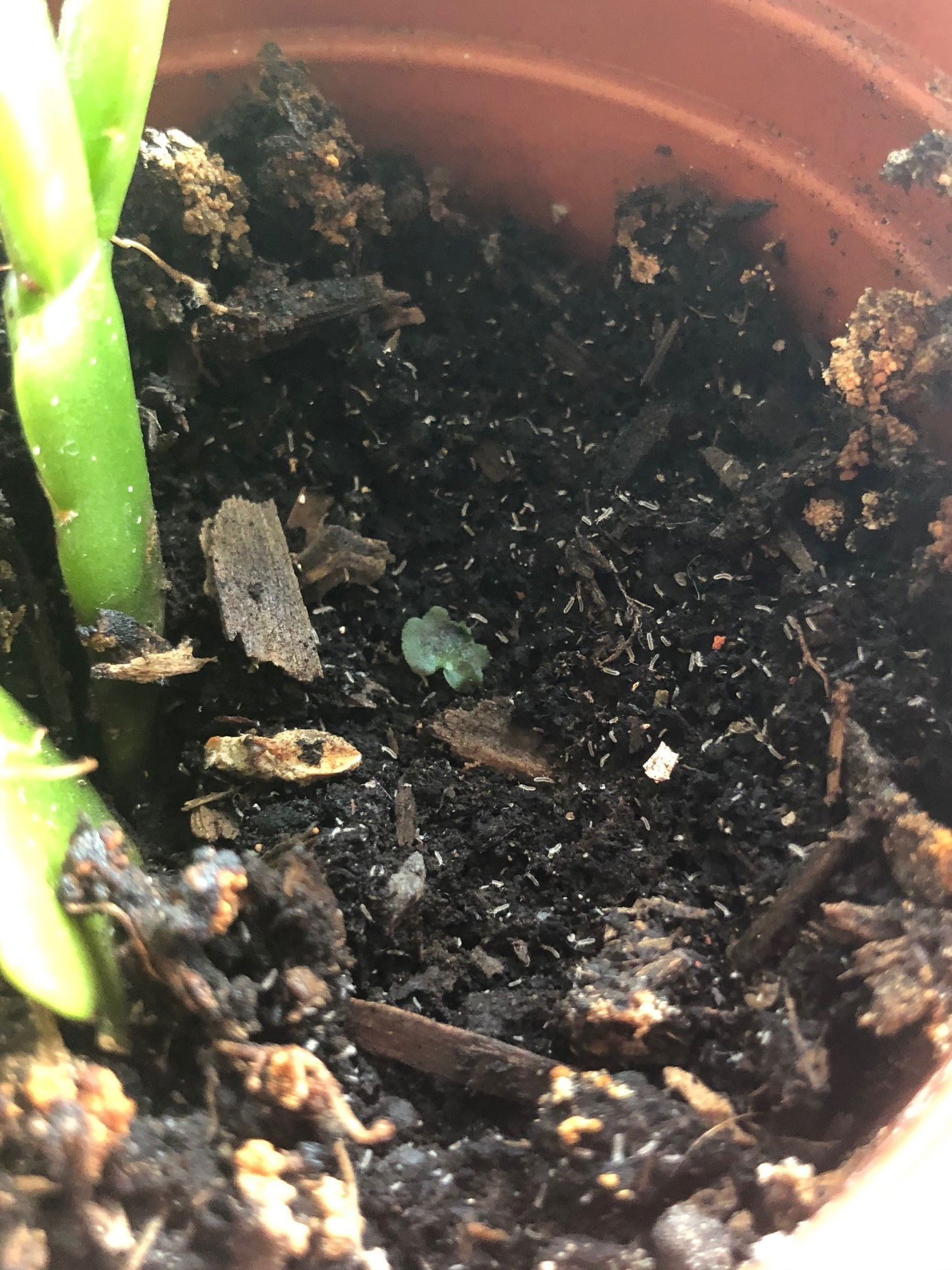 fungus gnats in soil