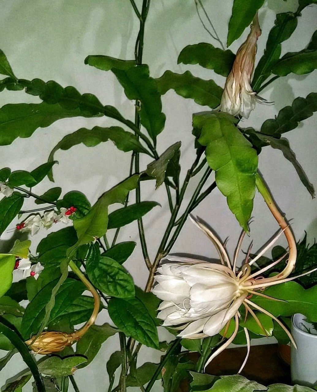 N.1 Epiphyllum Oxypetalum Piantina cm 12