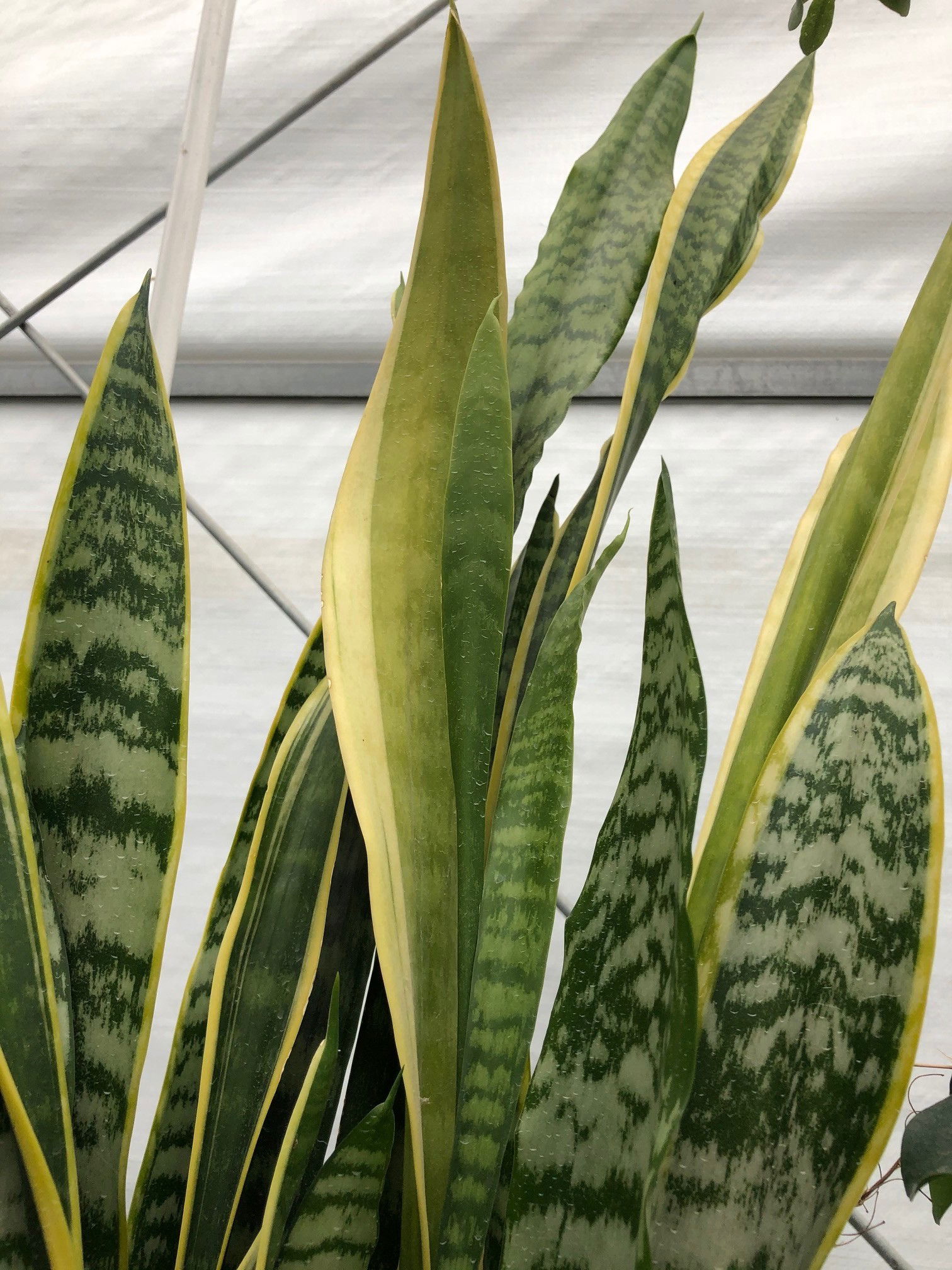 Snake Plant Leaves Turning Yellow