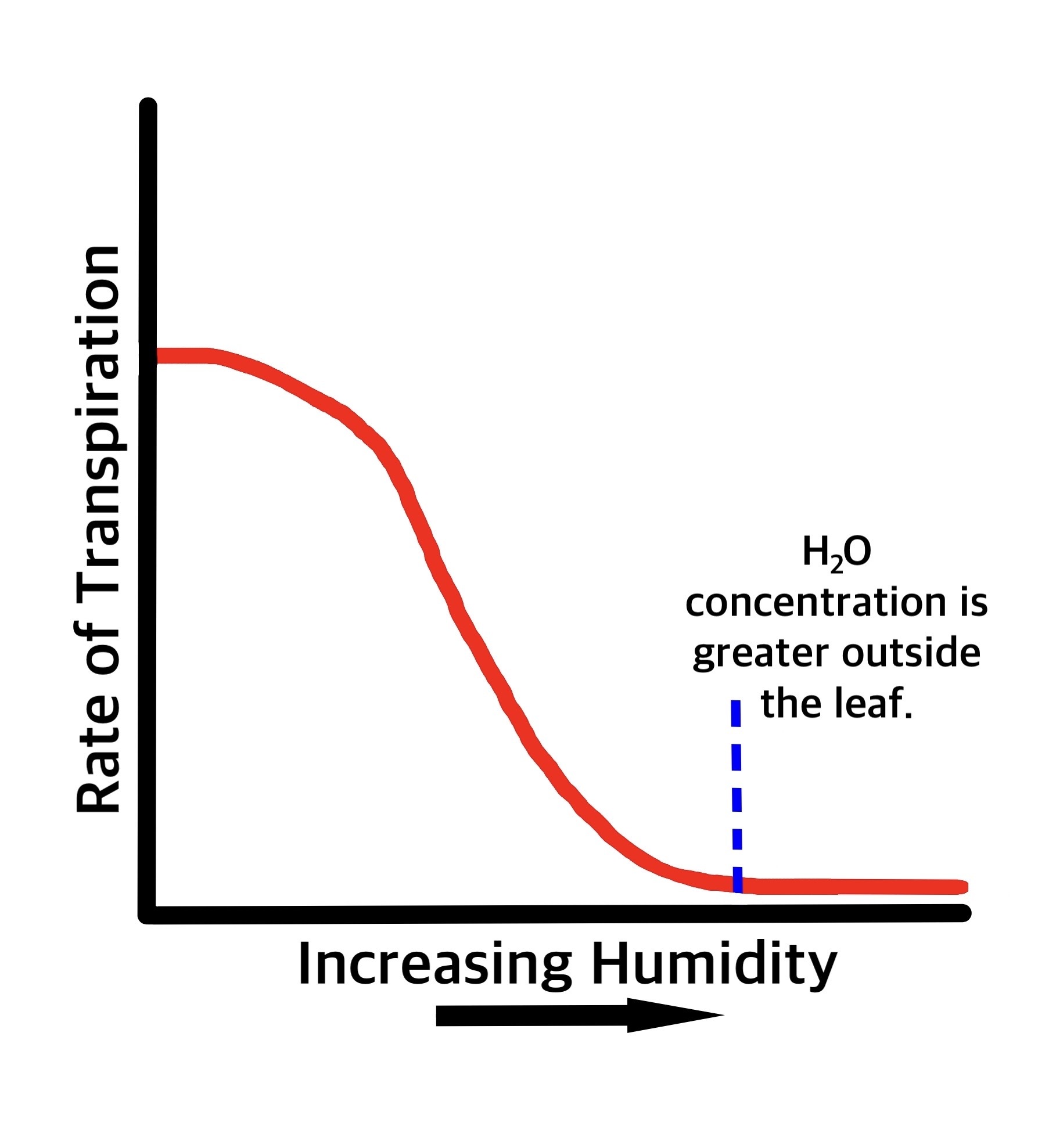 increasing-humidity-for-houseplants