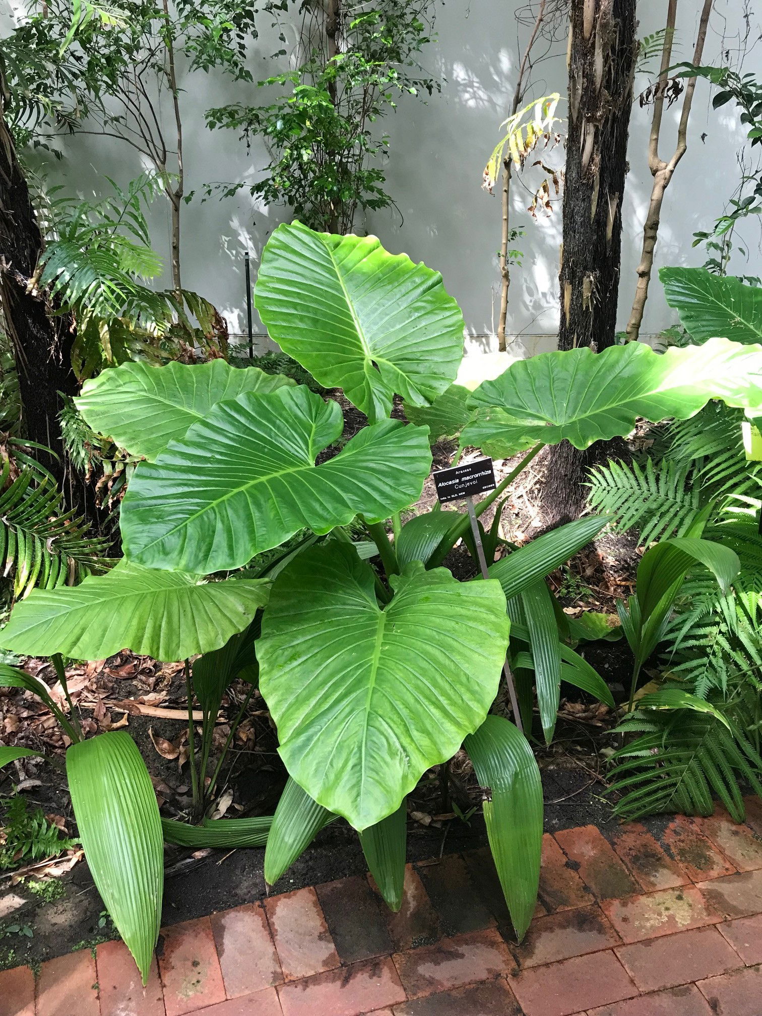 Alocasia macrorrhiza