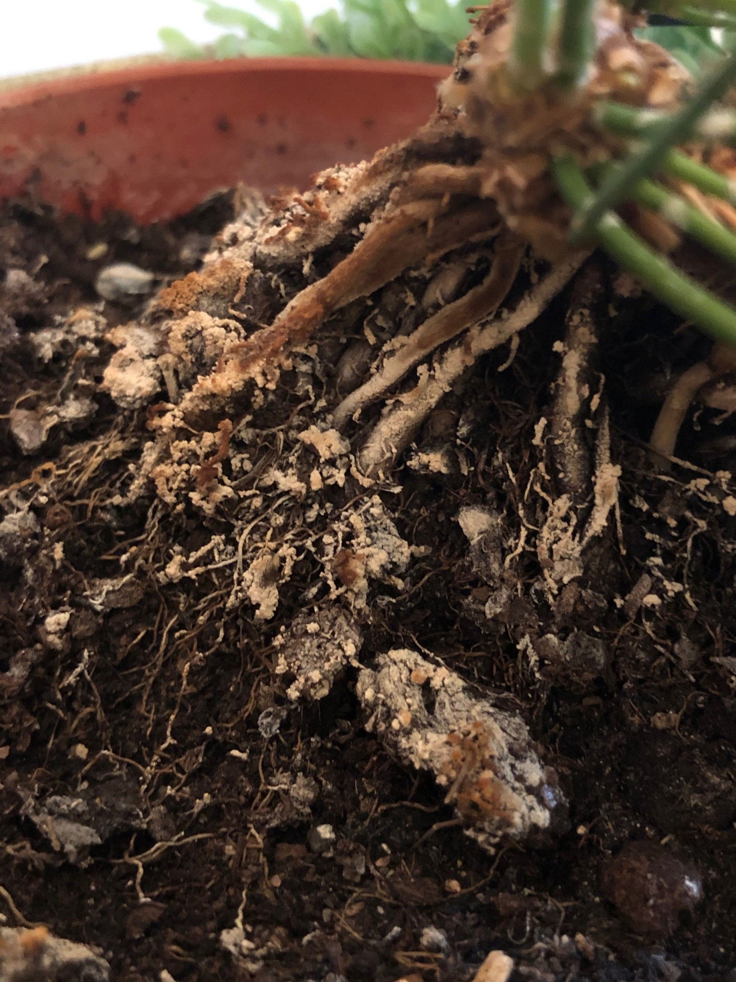 Why is my plant's soil mouldy?