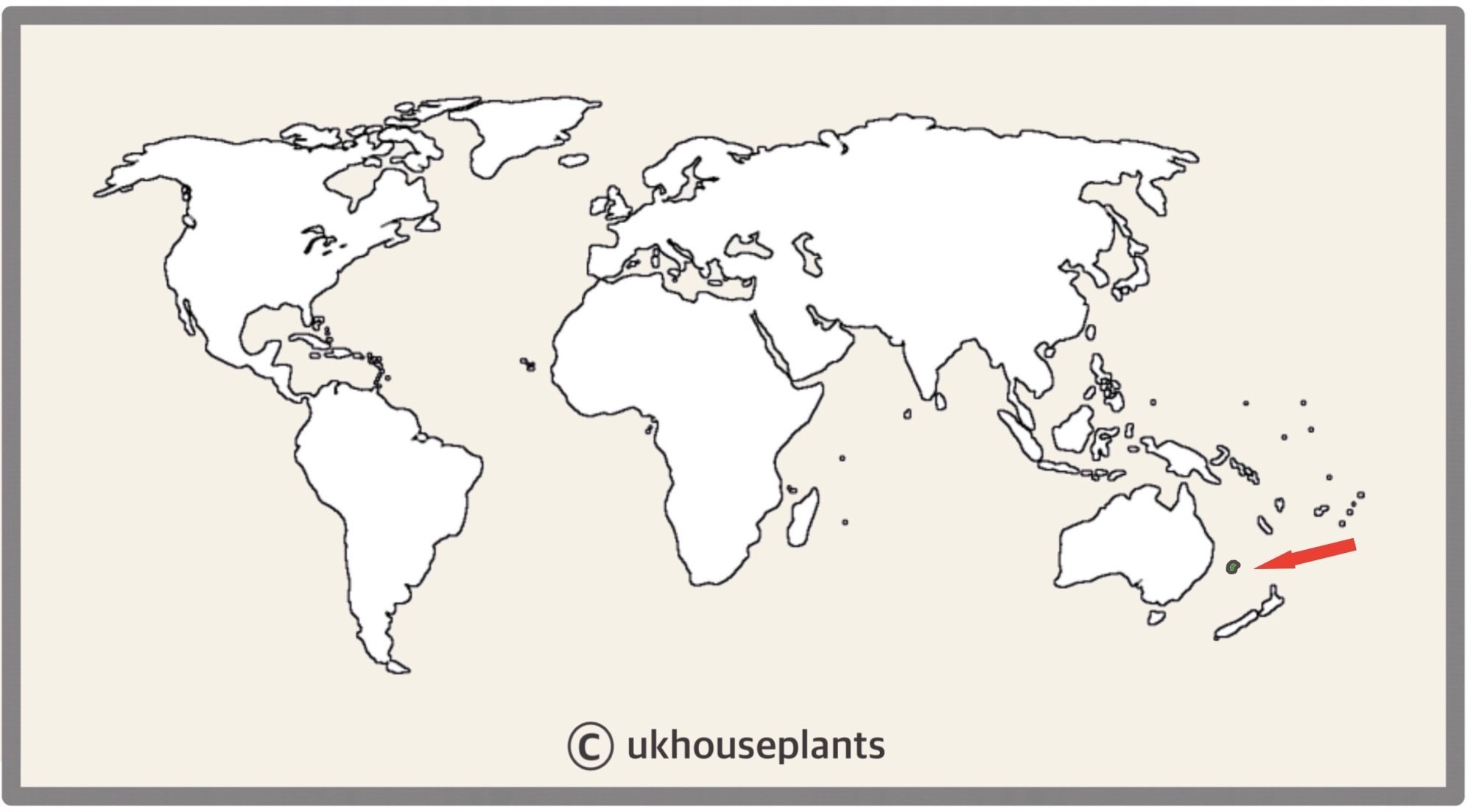 Growing Norfolk Island Pines