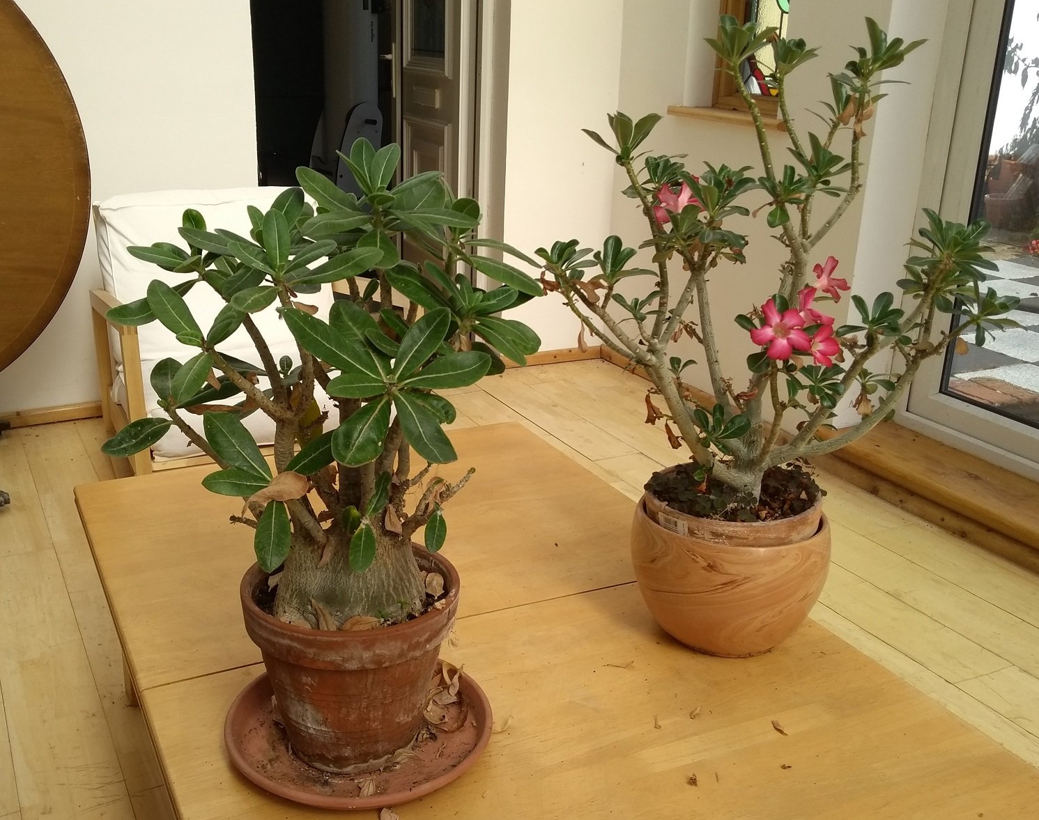 Trimming Desert Rose Plants: Learn About Desert Rose Pruning Techniques