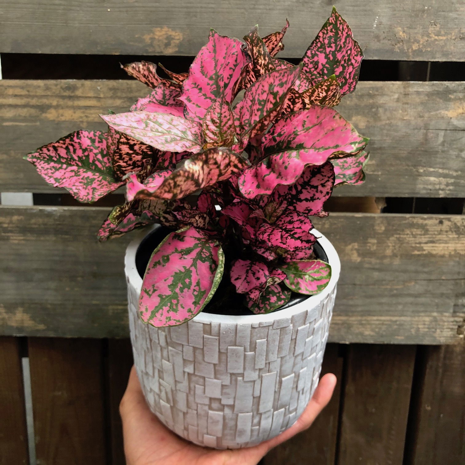 Growing Indoor Polka Dot Plants Hypoestes 3152