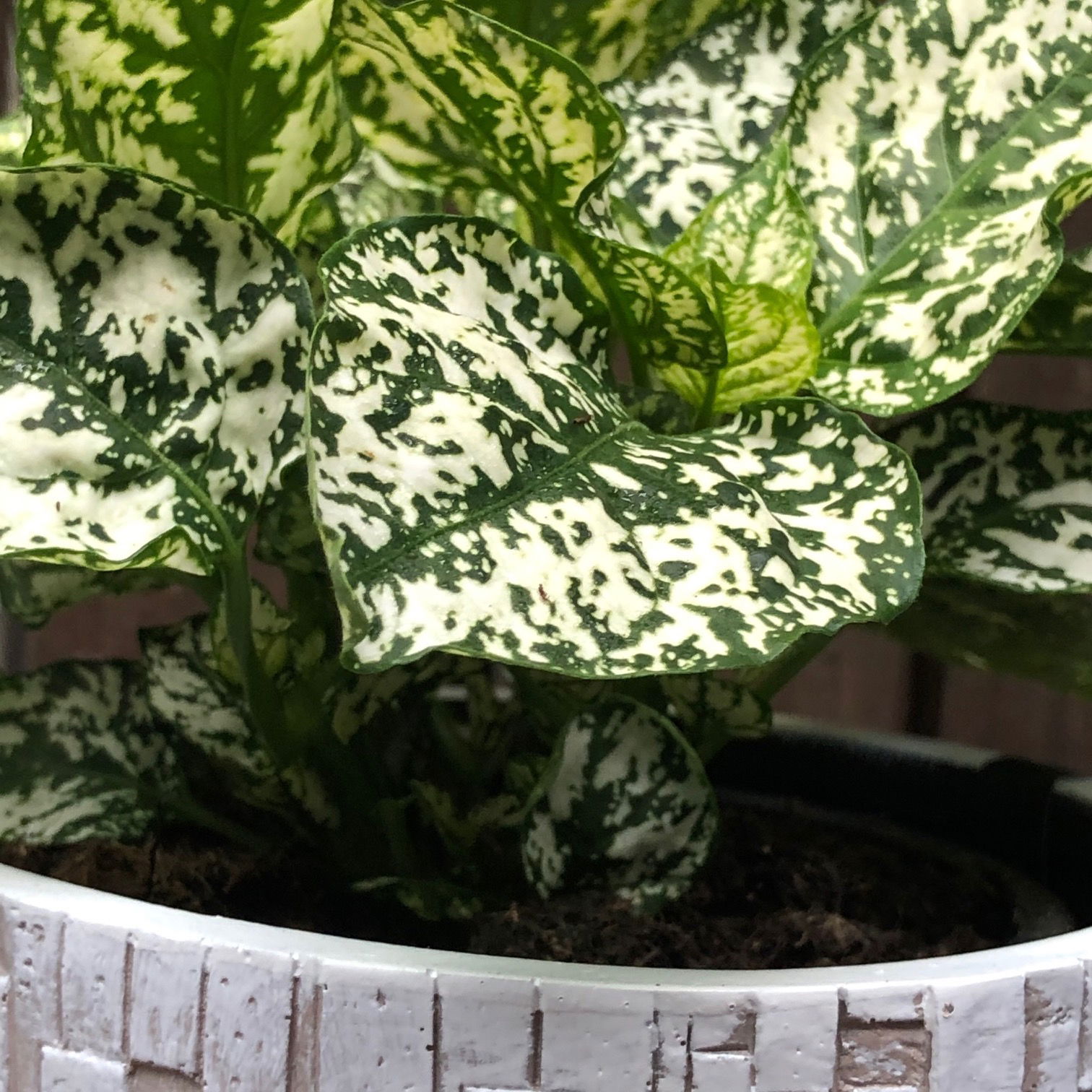 Polka Dot Plant Info: Caring For A Polka Dot Plant