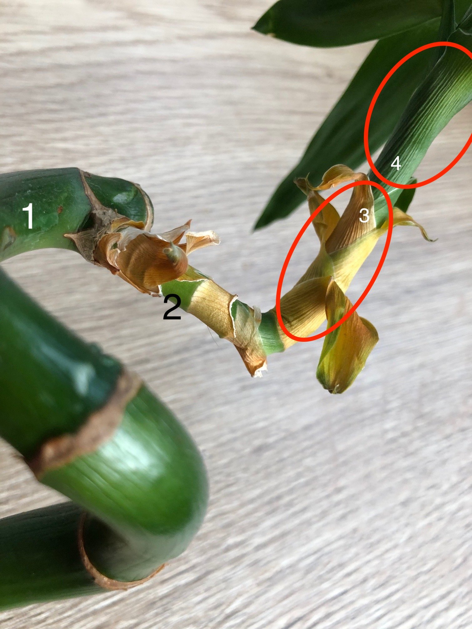 Growing Lucky Bamboo in Your Home!