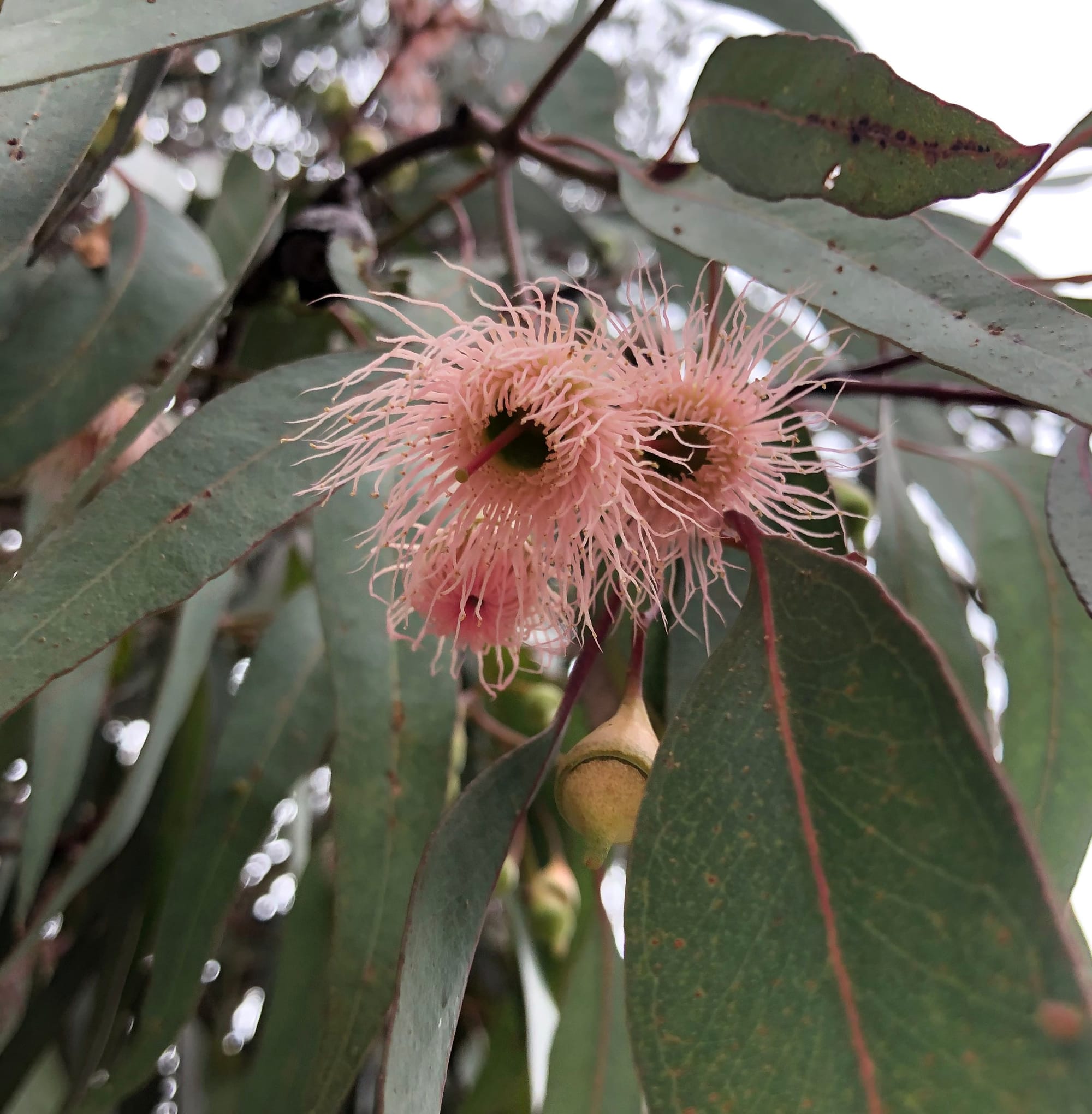 Eucalyptus Shopping Guide: Discover The Best Places To Find This Aromatic Plant