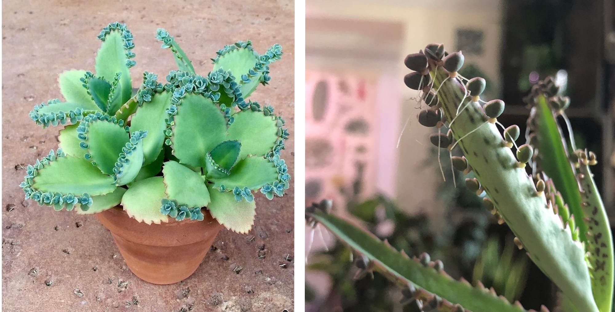 How to Care For Mother of Thousands (Kalanchoe)
