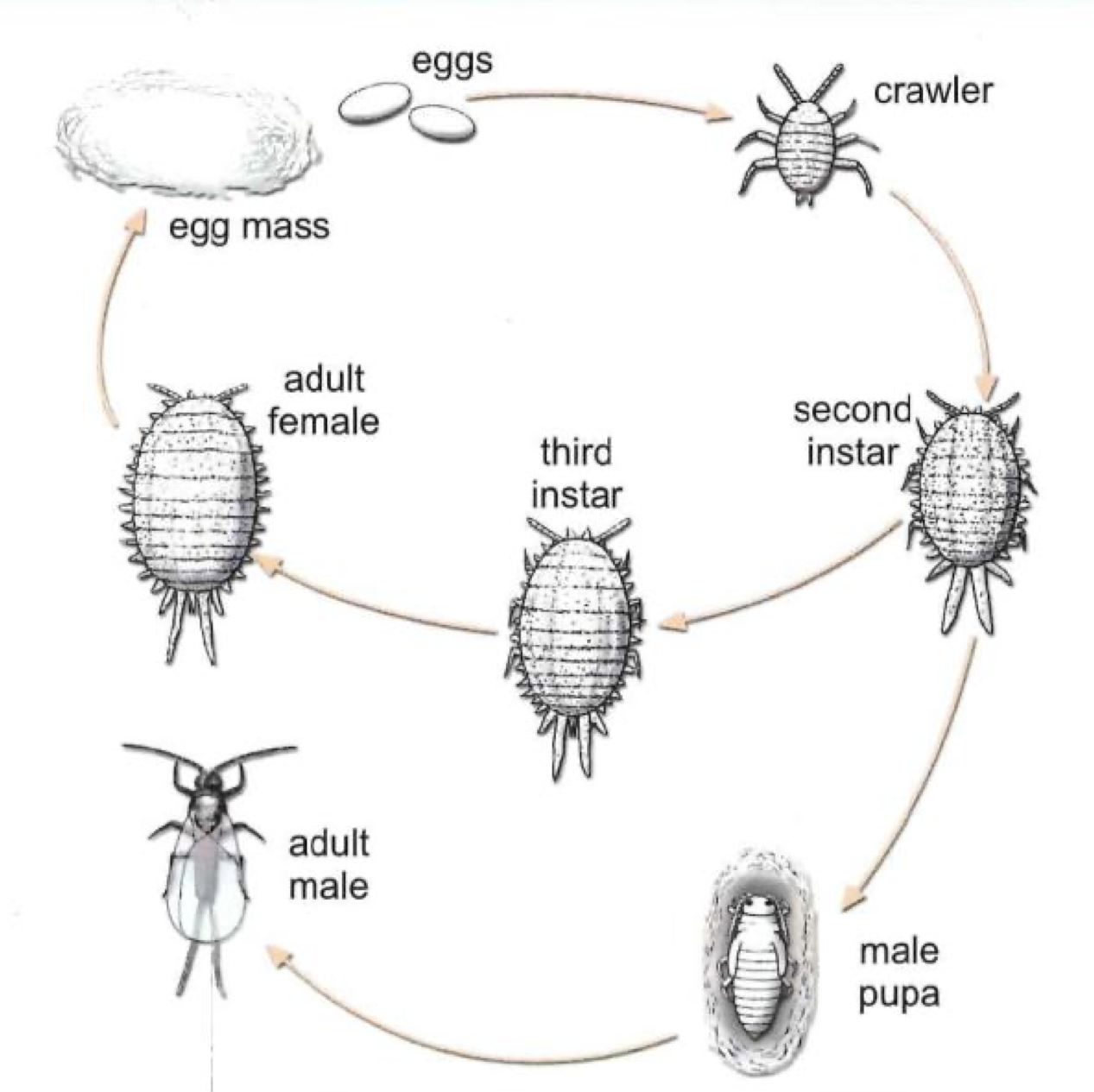 Mealybugs Life Cycle