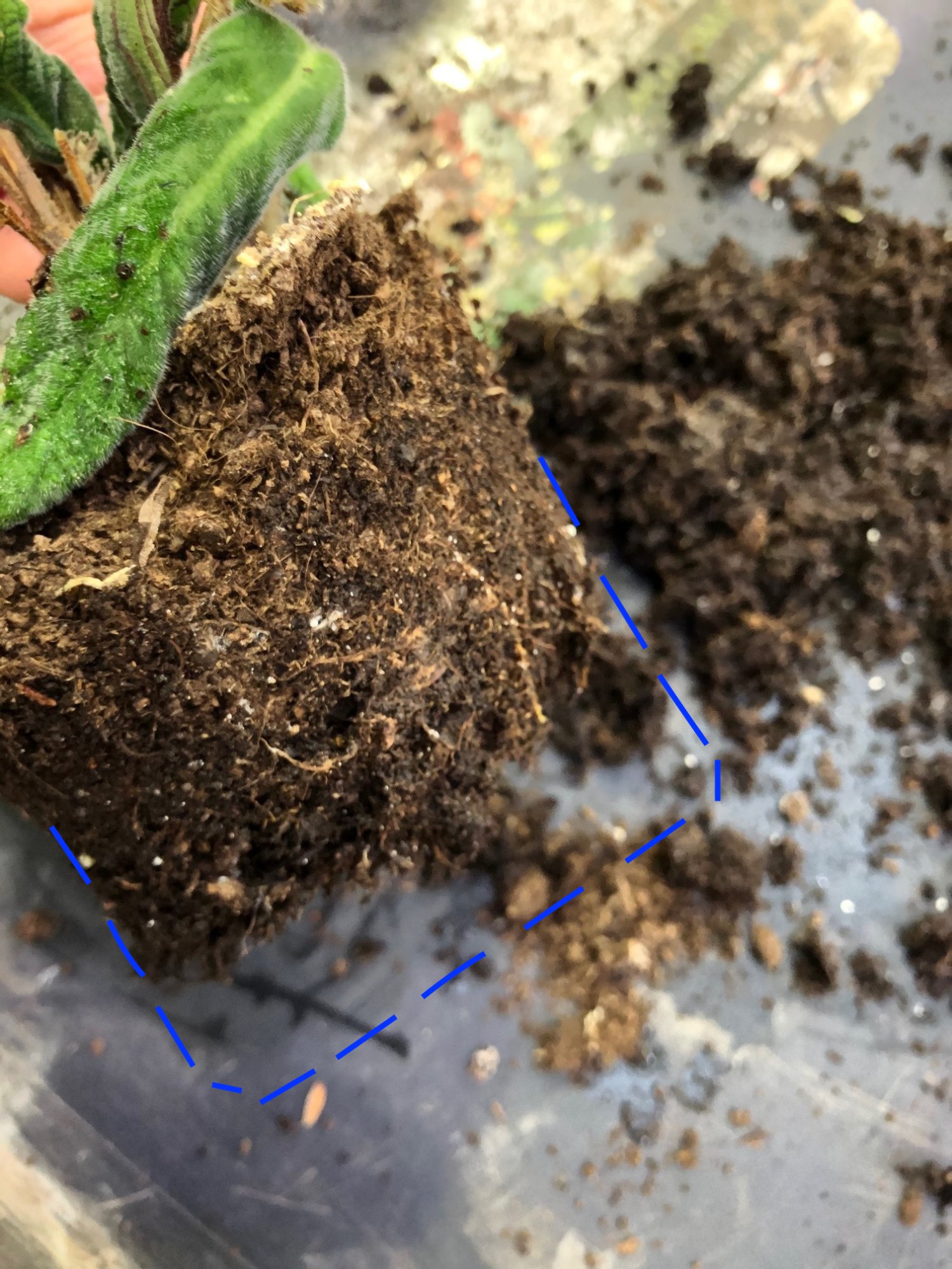 Identifying Addressing Houseplant Soil Mites