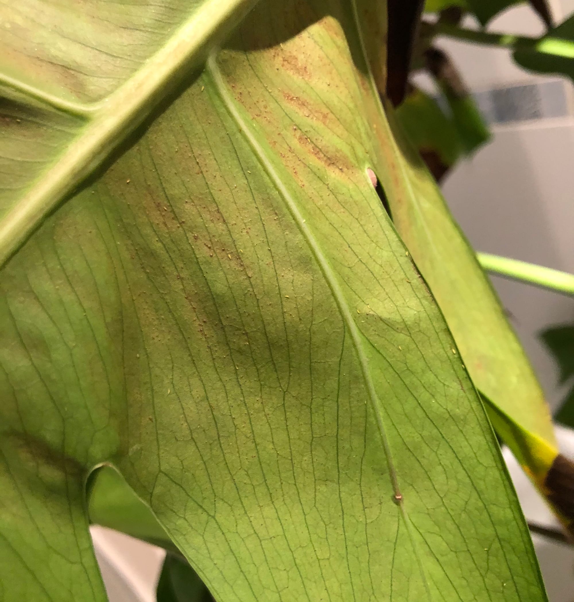 thrips in houseplant soil - Heartening Webcast Fonction