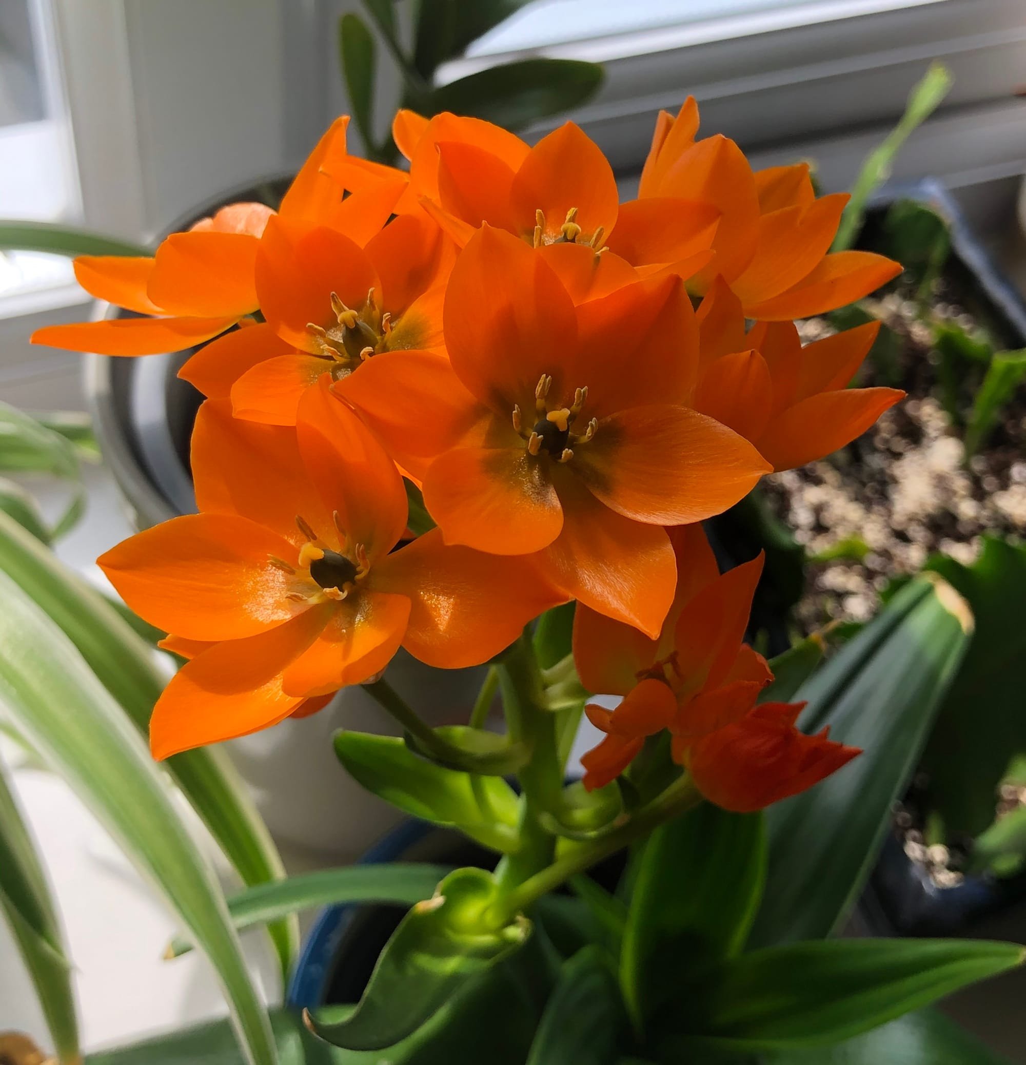 star of bethlehem flower benefits