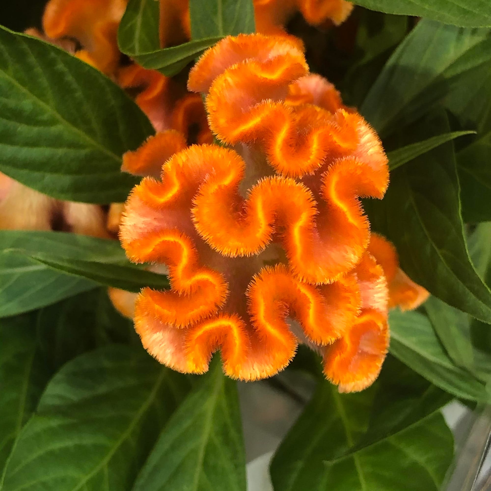 Twisted Orange Celosia