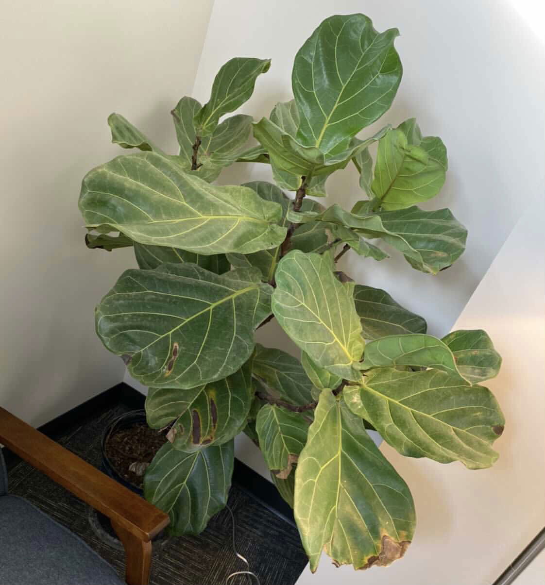 How To Care For A Fiddle Leaf Fig Tree Handmade In The