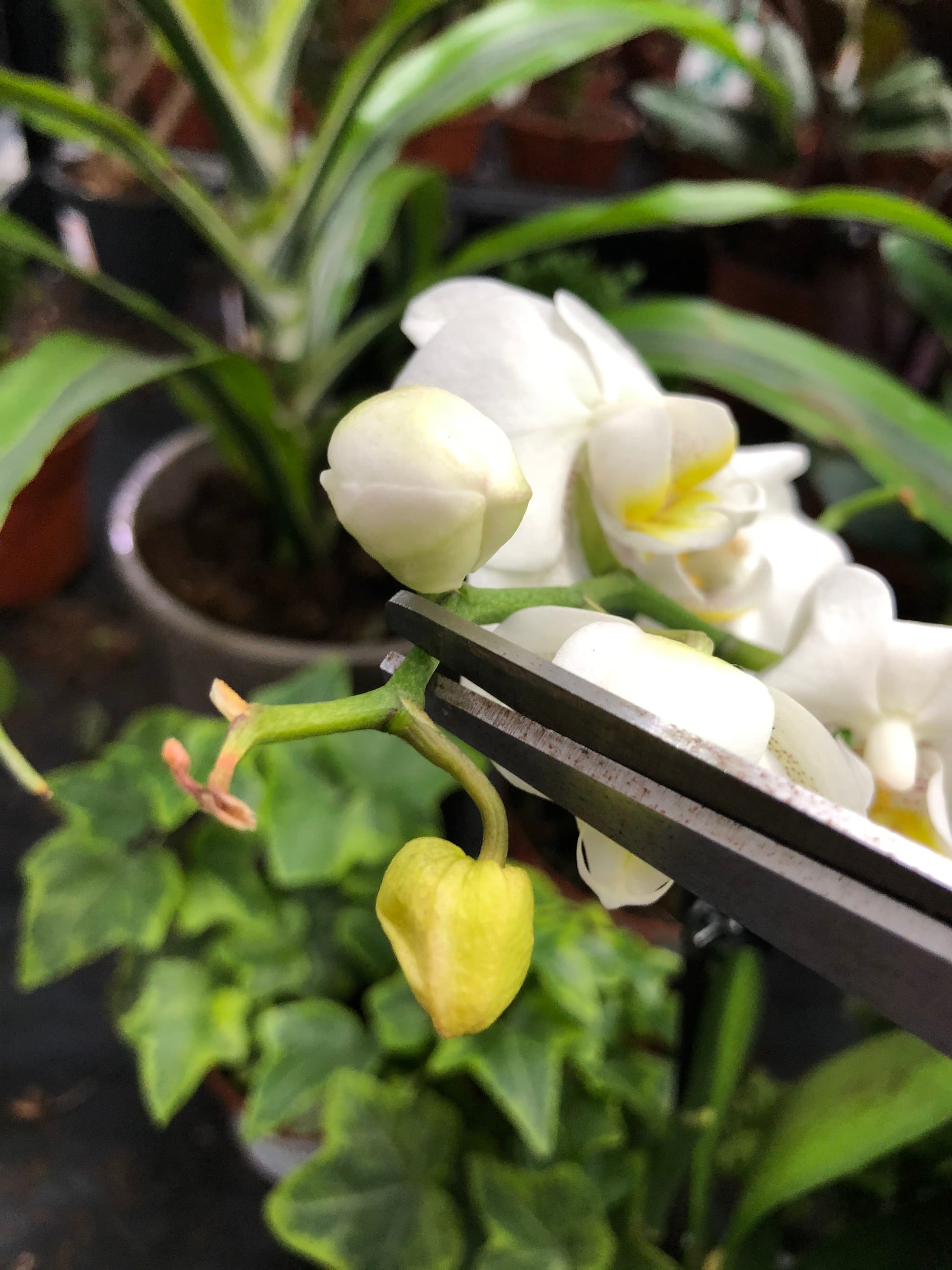 black spots on orchid flowers